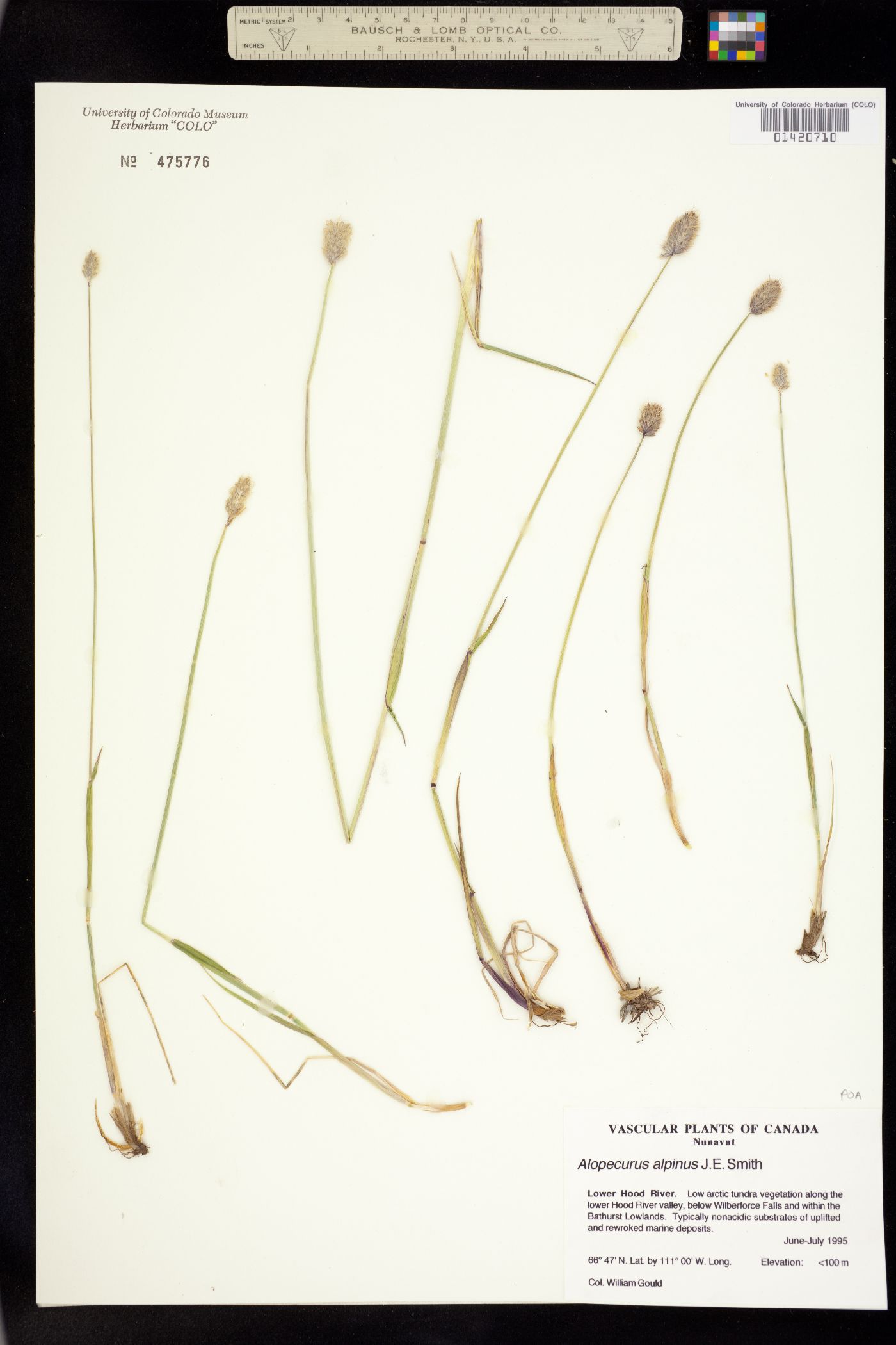 Alopecurus alpinus image