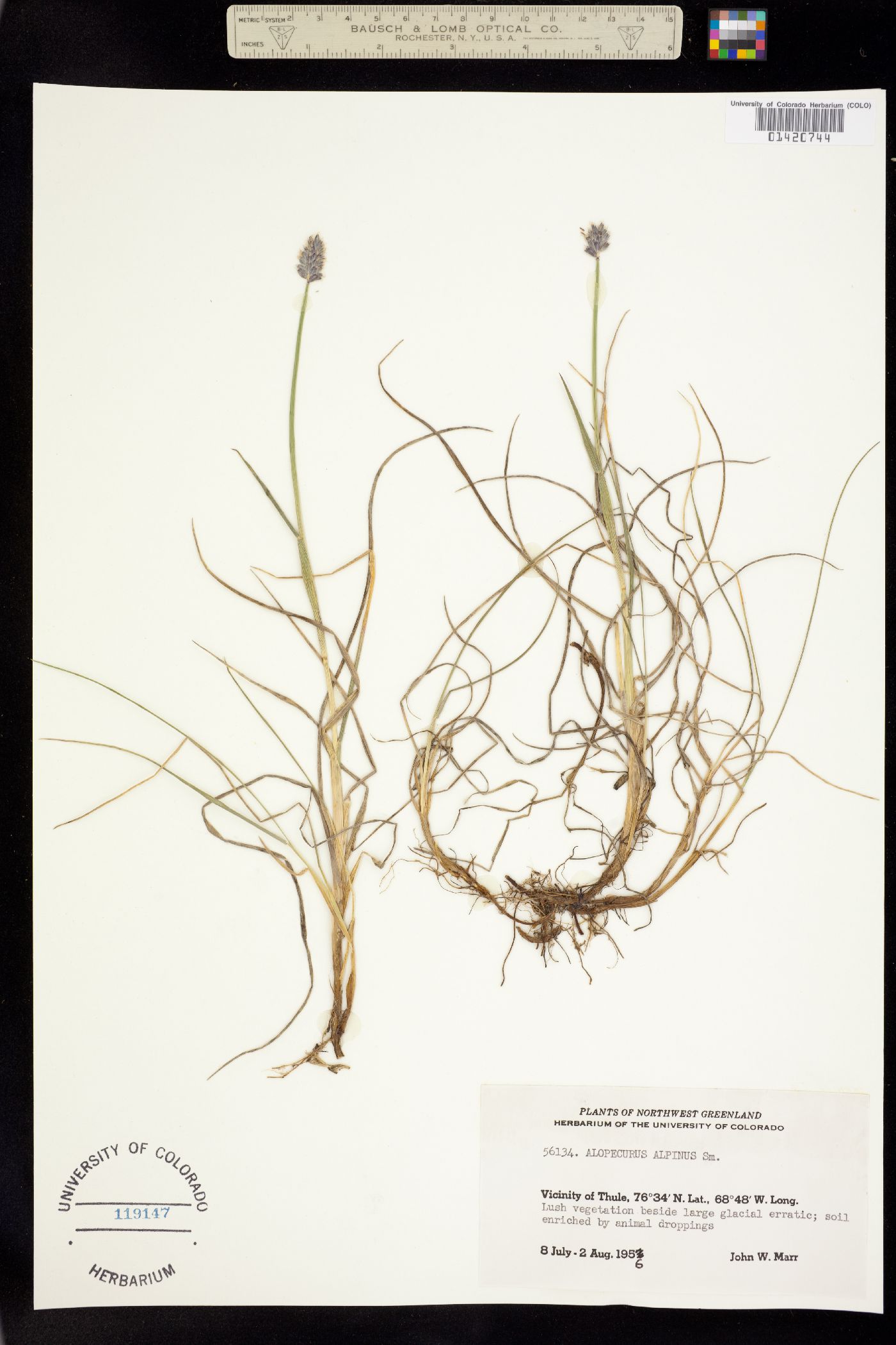 Alopecurus image