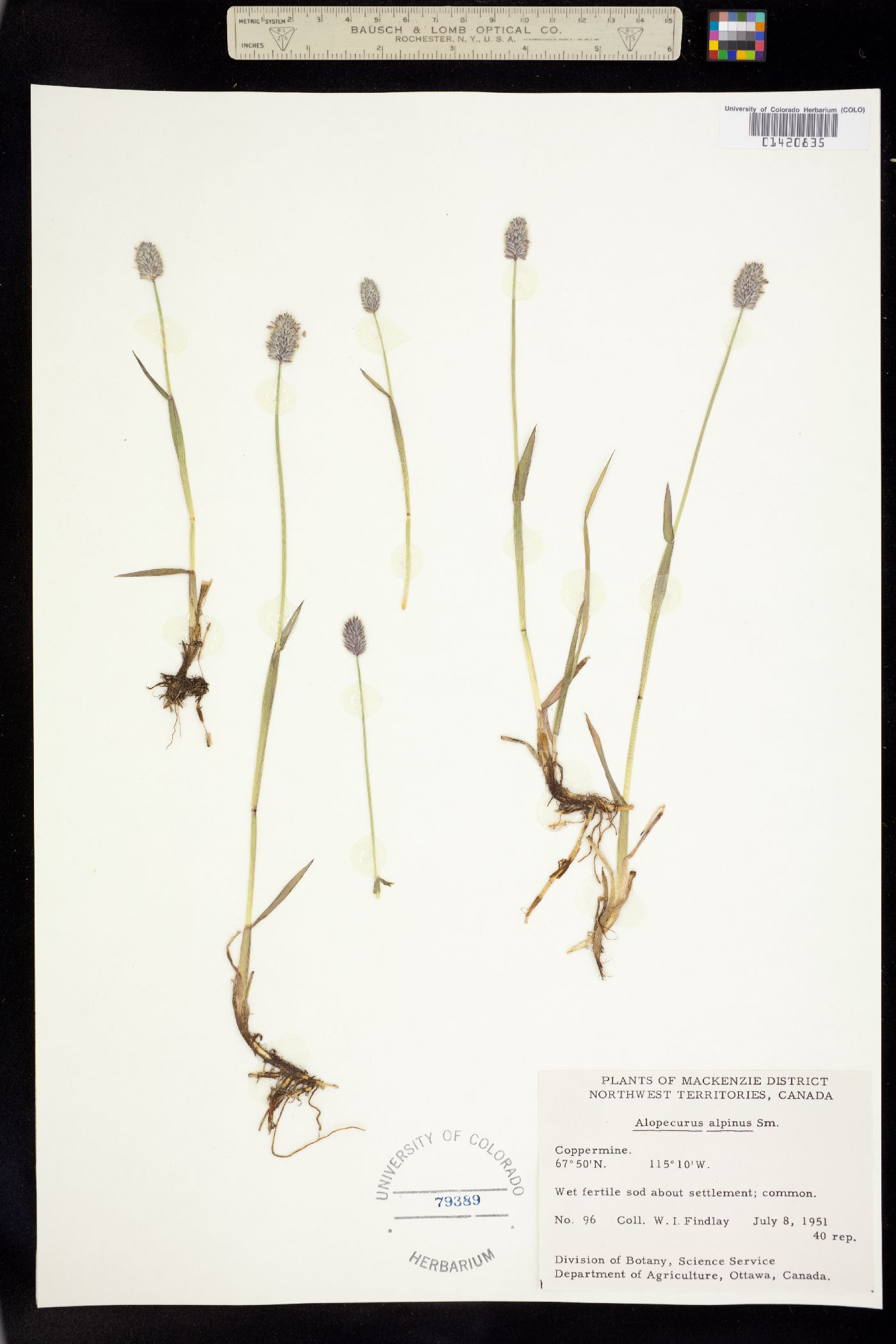 Alopecurus image