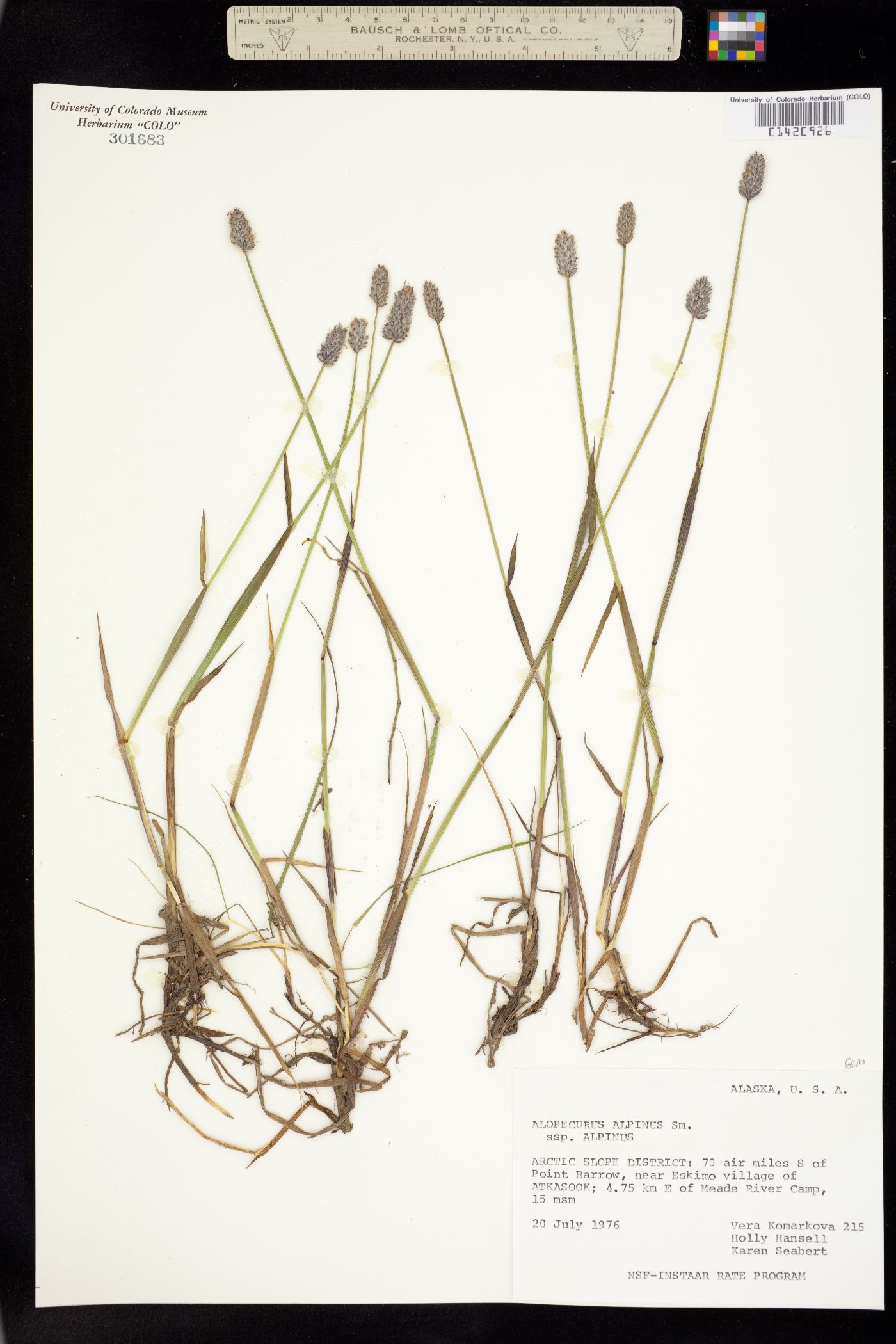 Alopecurus image