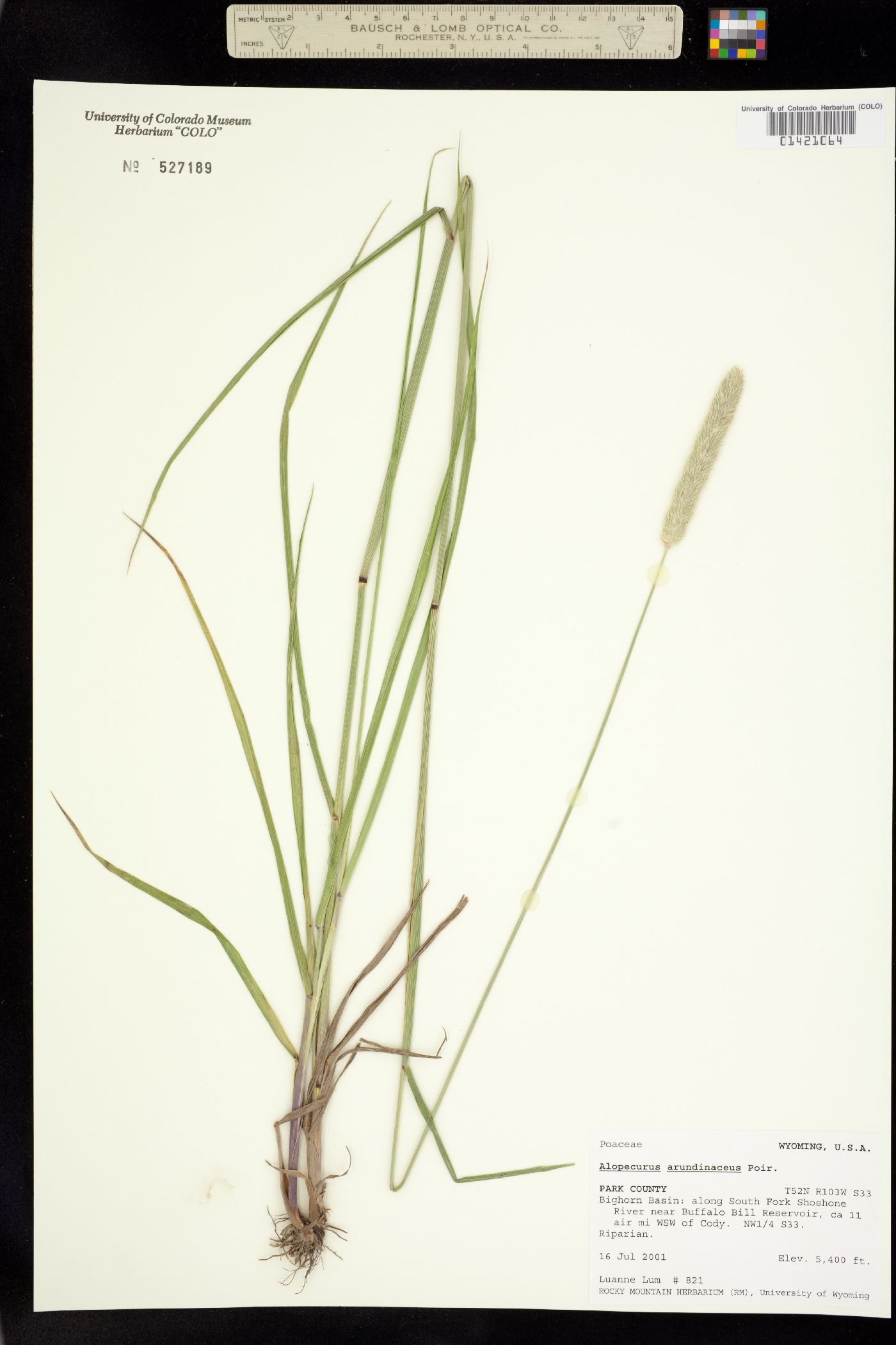 Alopecurus arundinaceus image