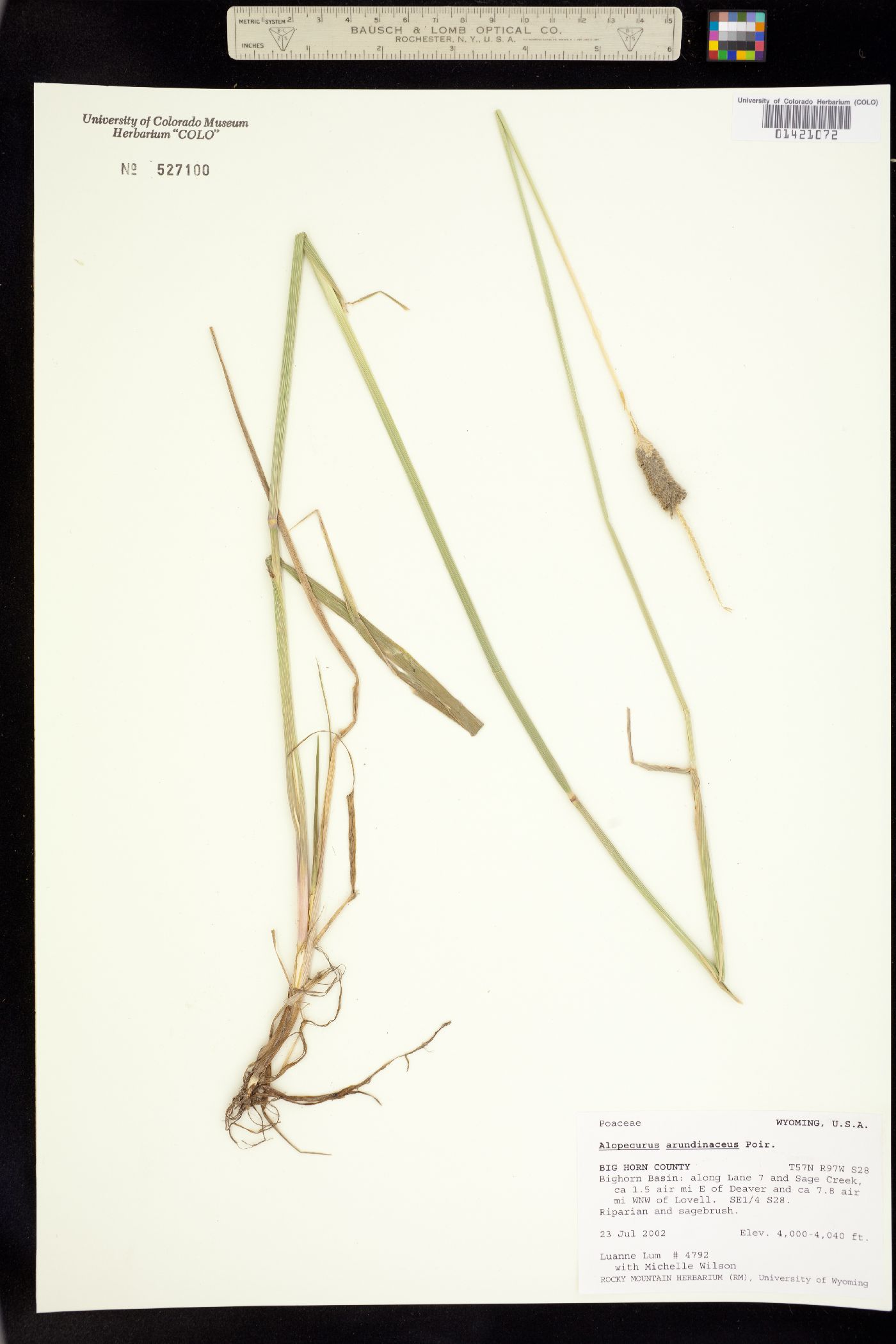 Alopecurus arundinaceus image