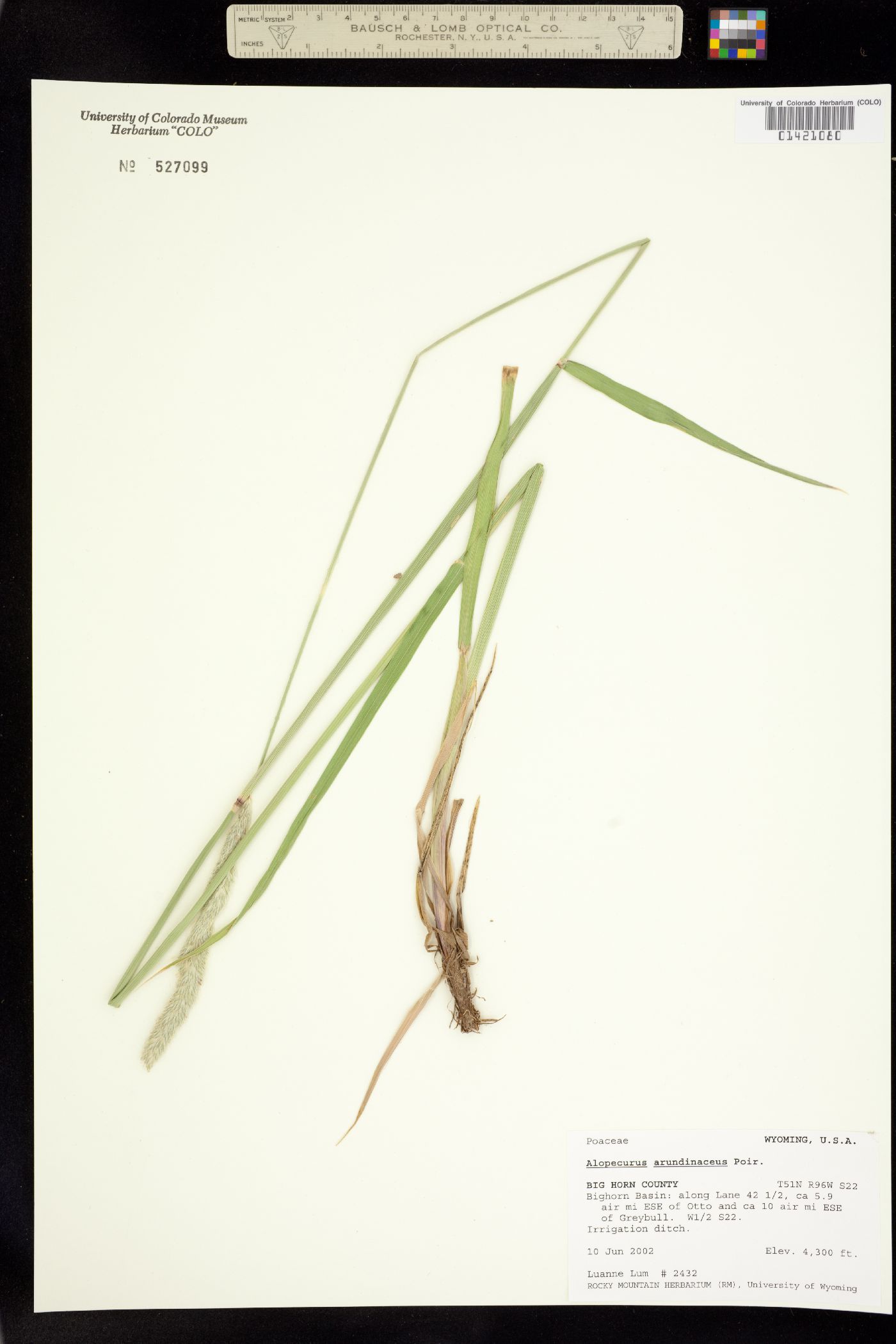 Alopecurus arundinaceus image