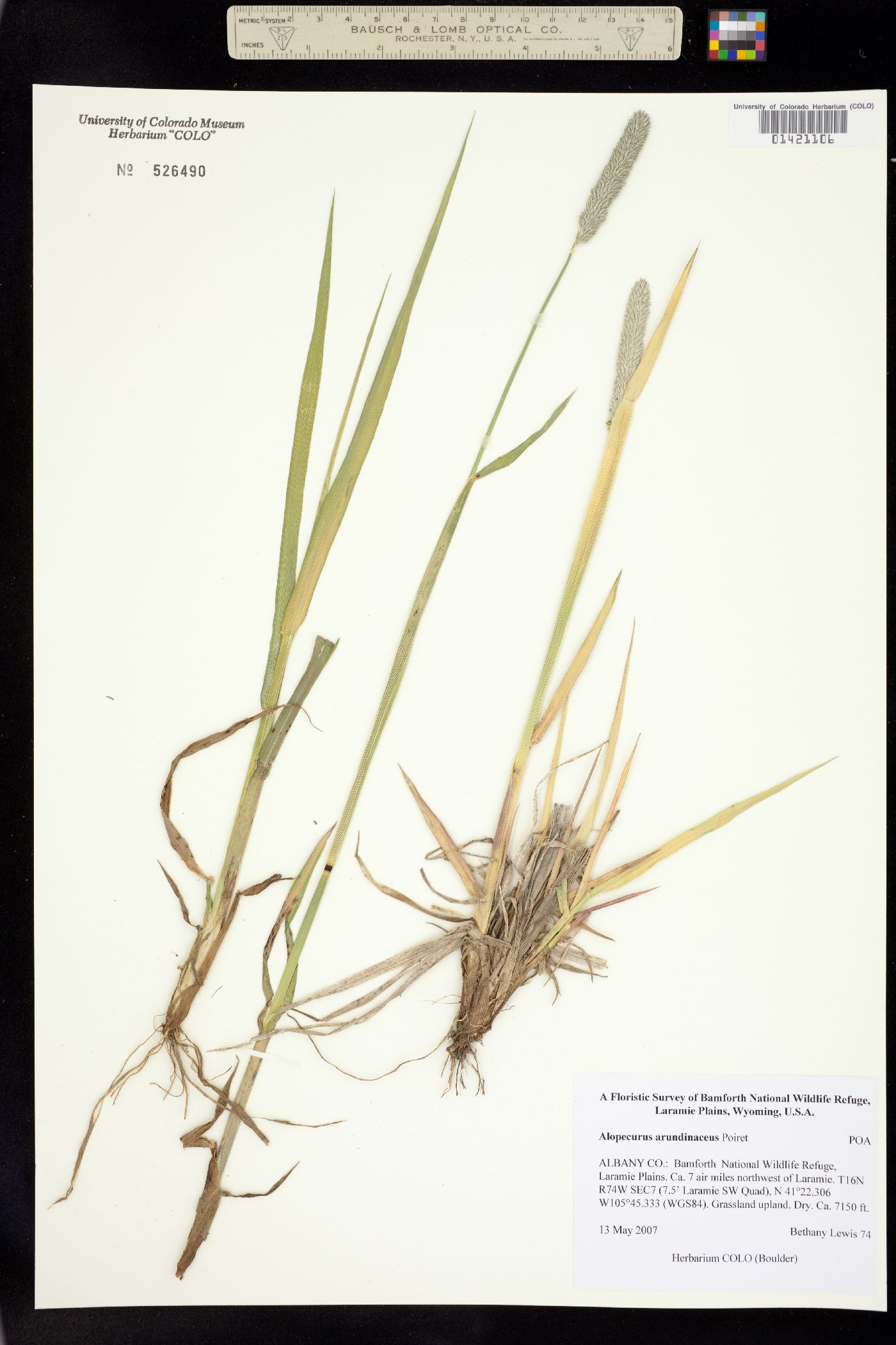 Alopecurus arundinaceus image