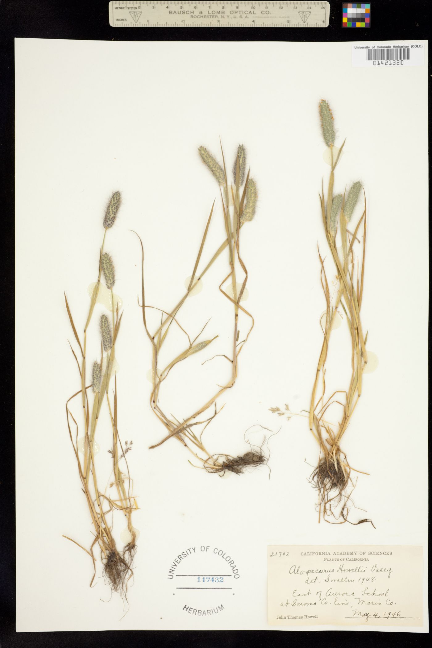 Alopecurus saccatus image