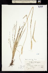 Alopecurus californicus image