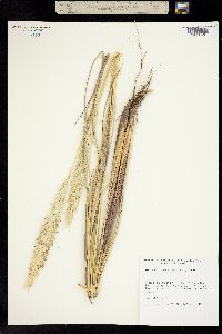 Ammophila arenaria image