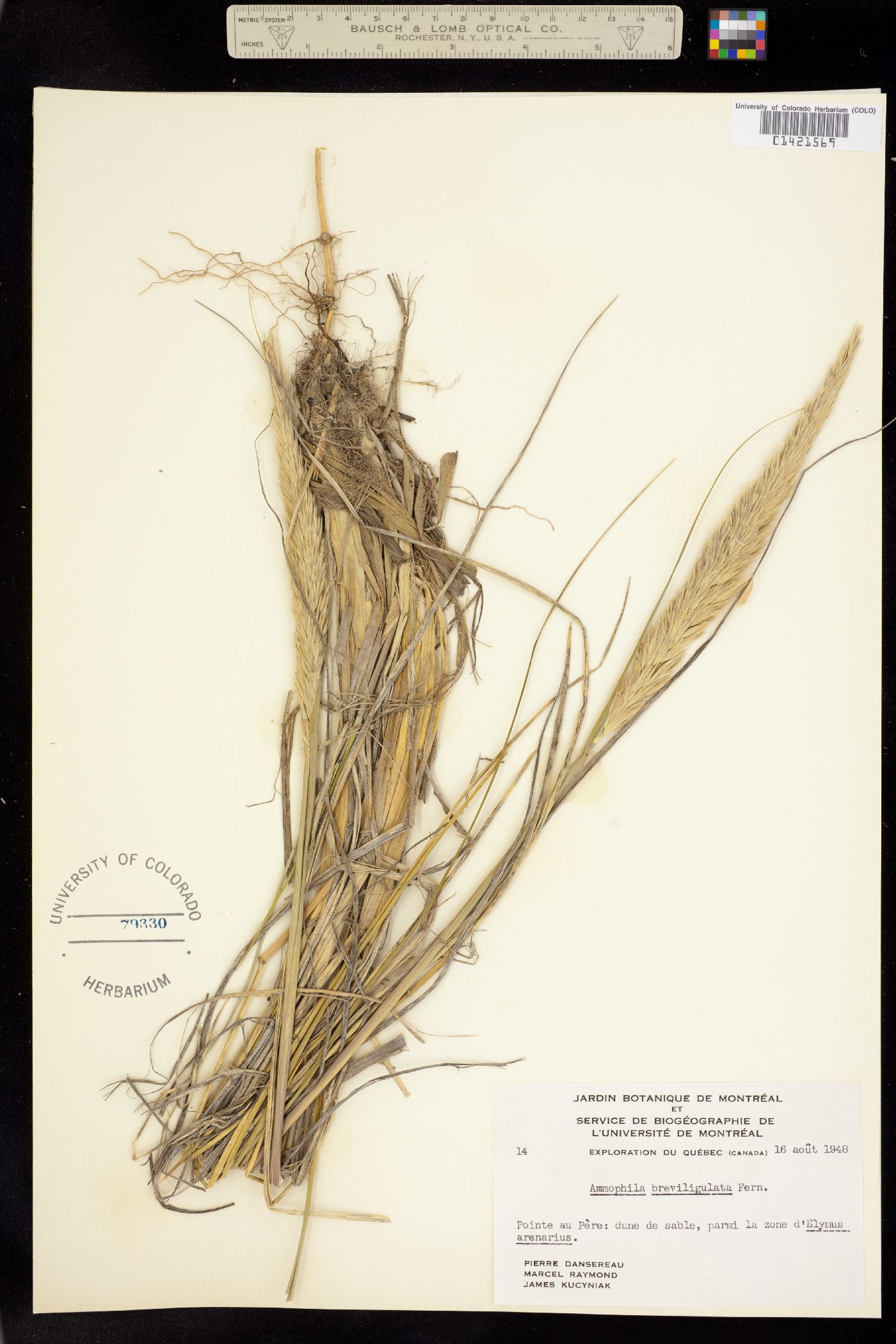 Ammophila breviligulata image