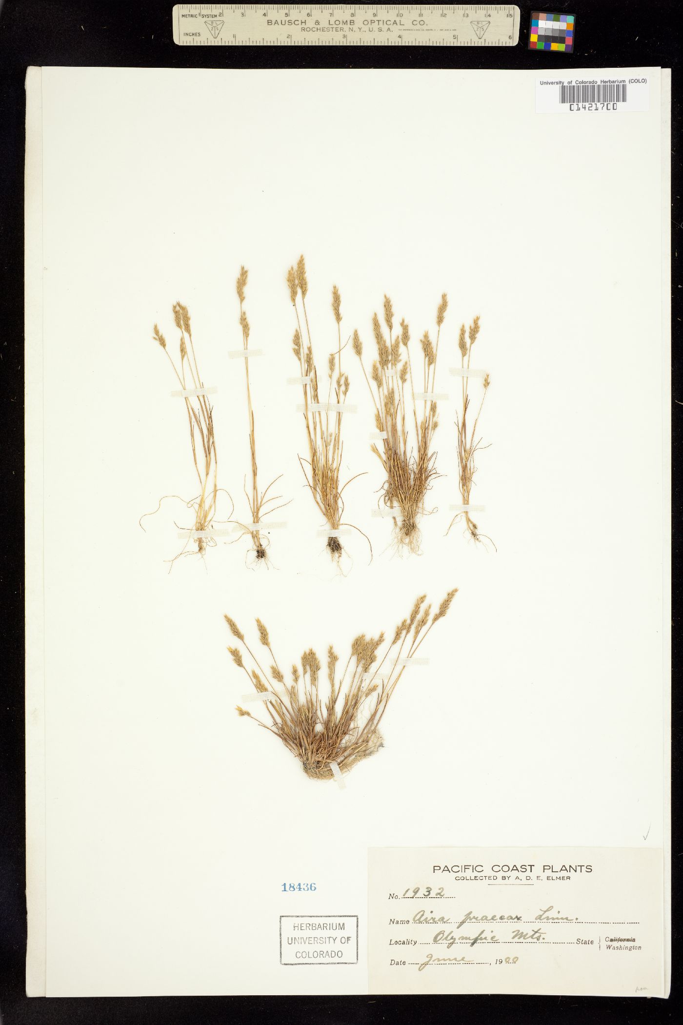 Aira praecox image