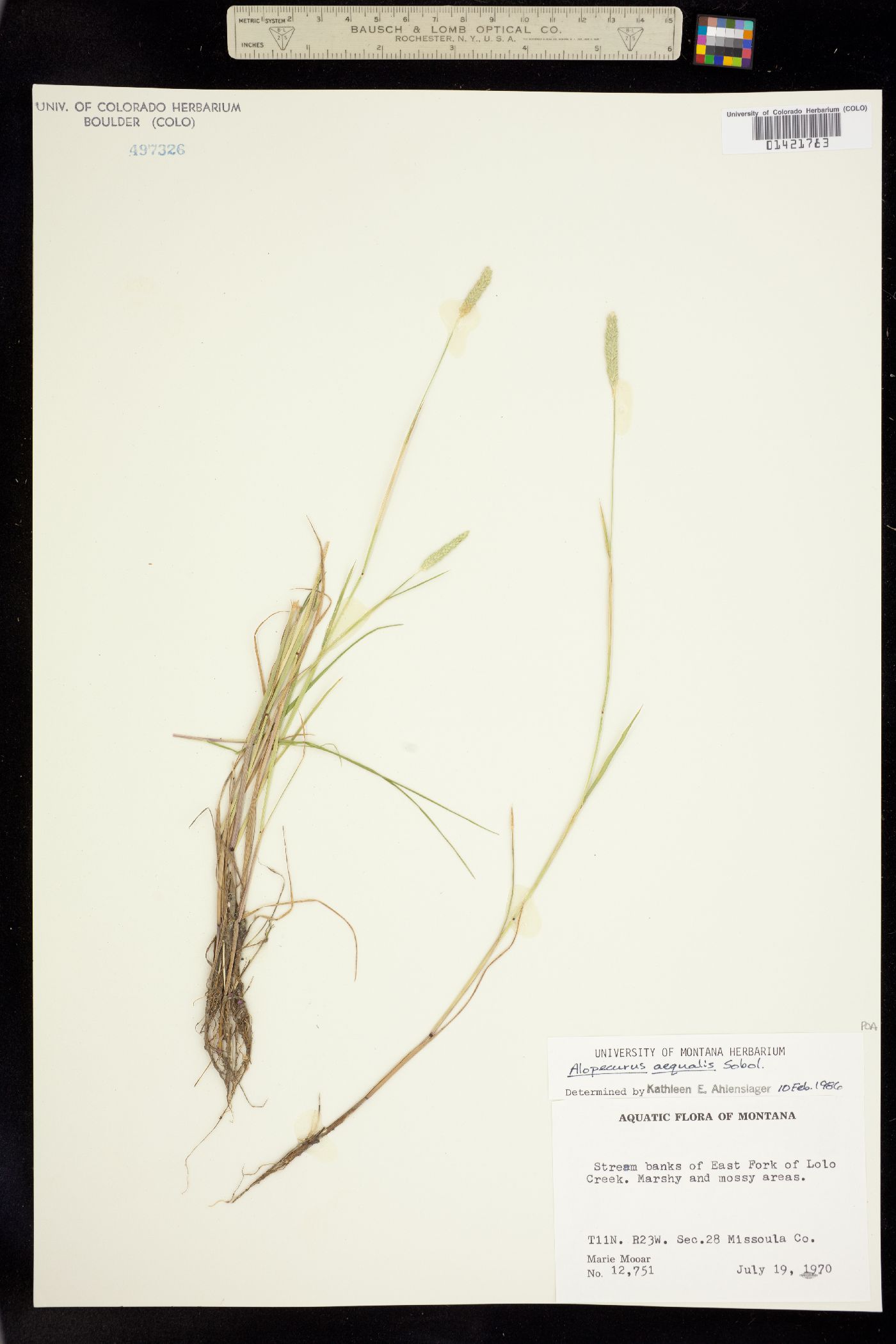 Alopecurus aequalis image