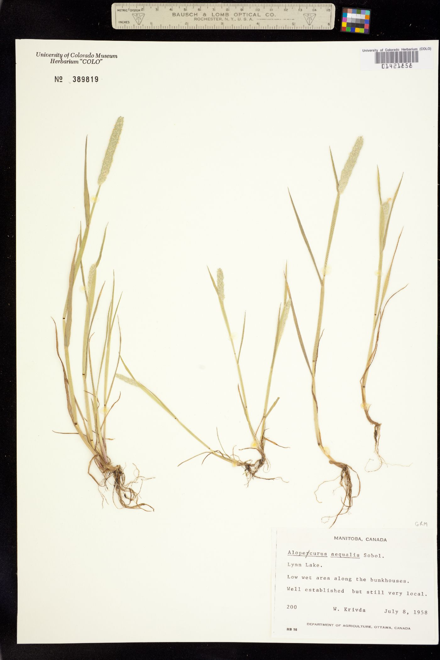 Alopecurus aequalis image