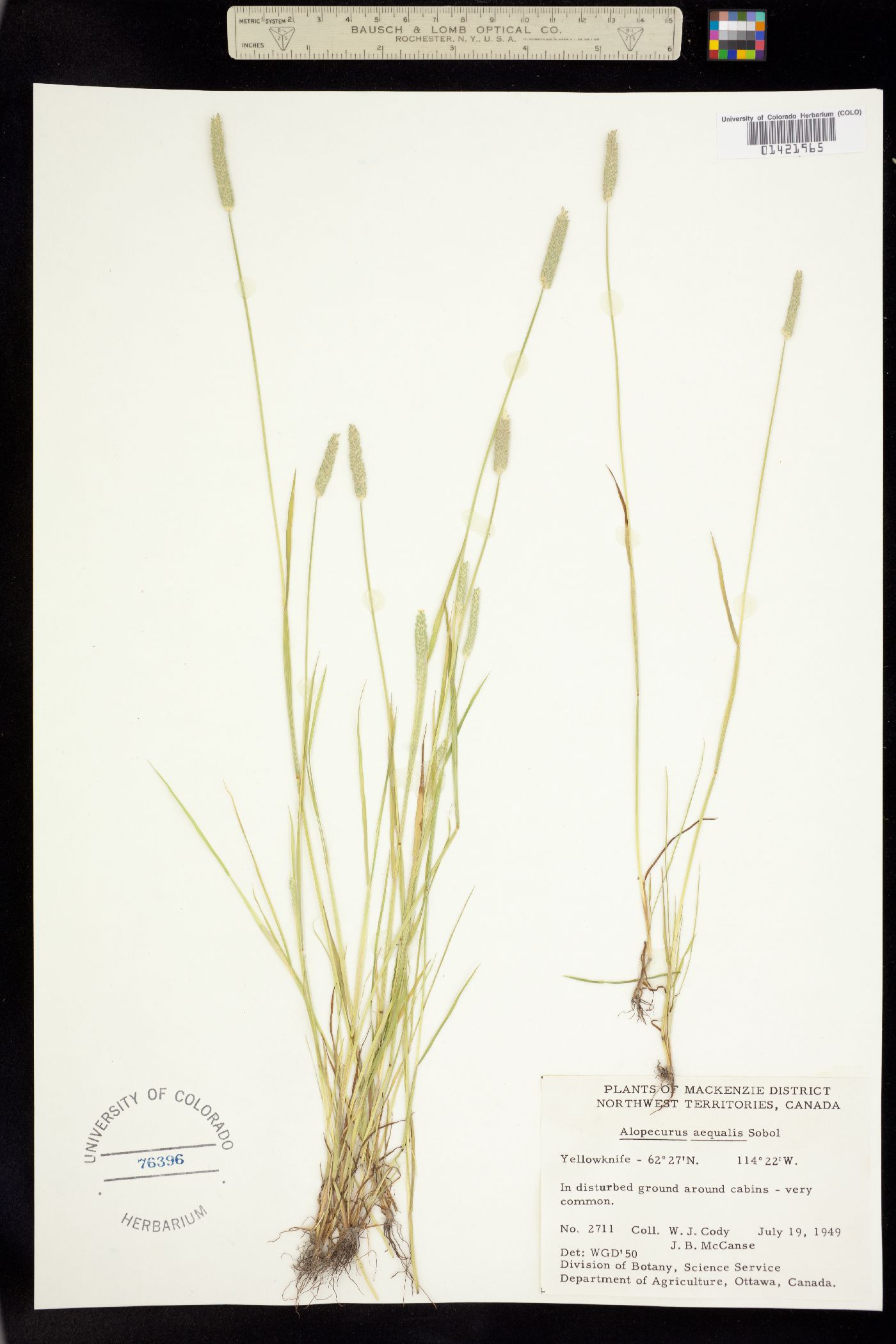 Alopecurus aequalis image