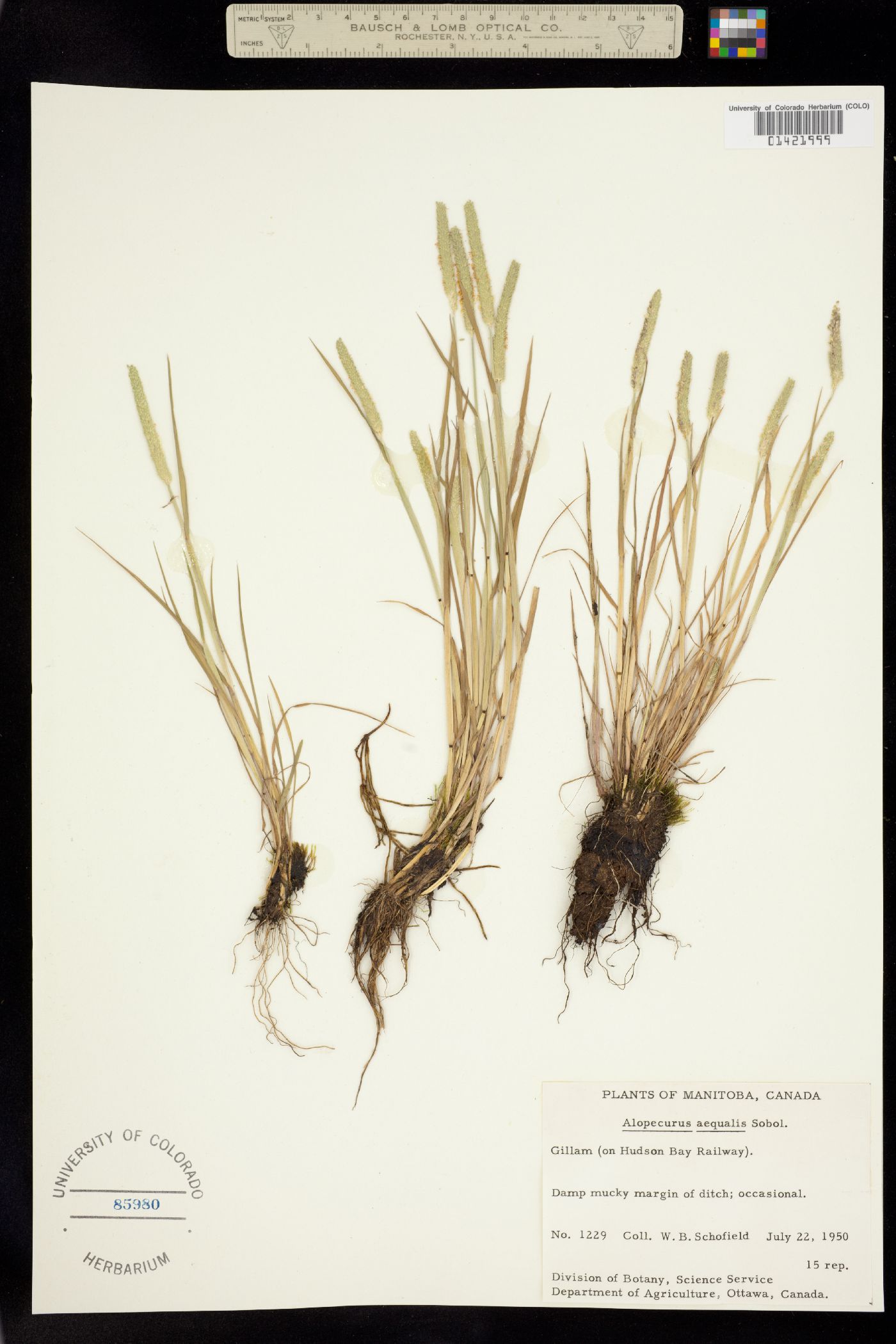 Alopecurus aequalis image