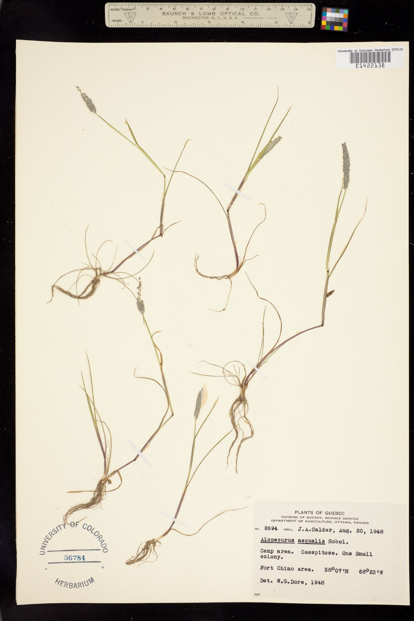 Alopecurus aequalis image