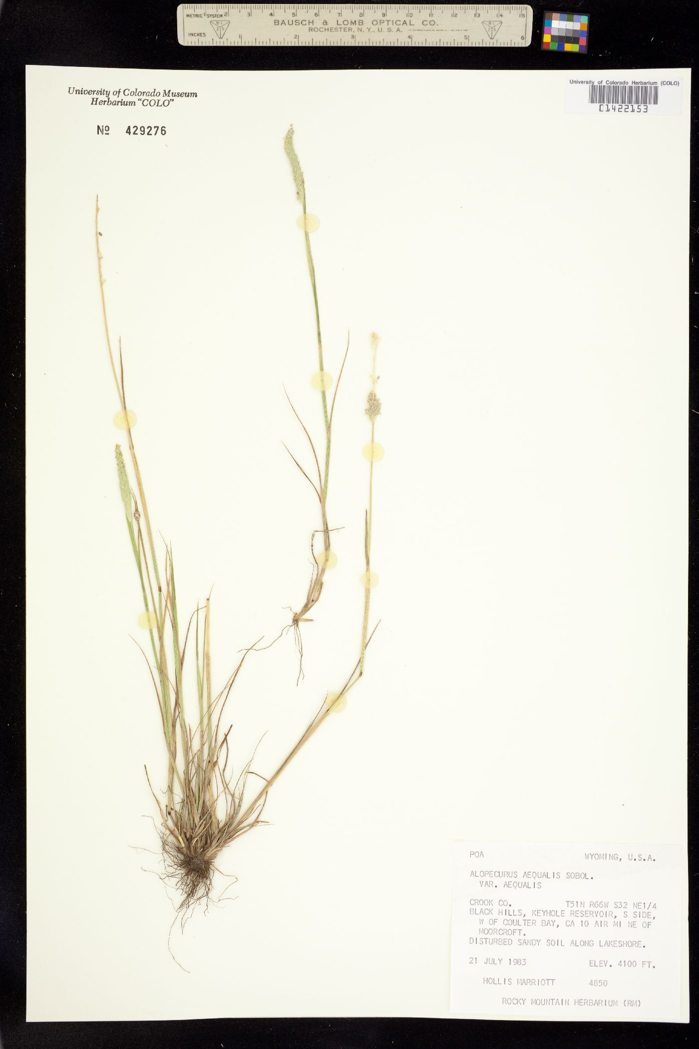 Alopecurus aequalis image