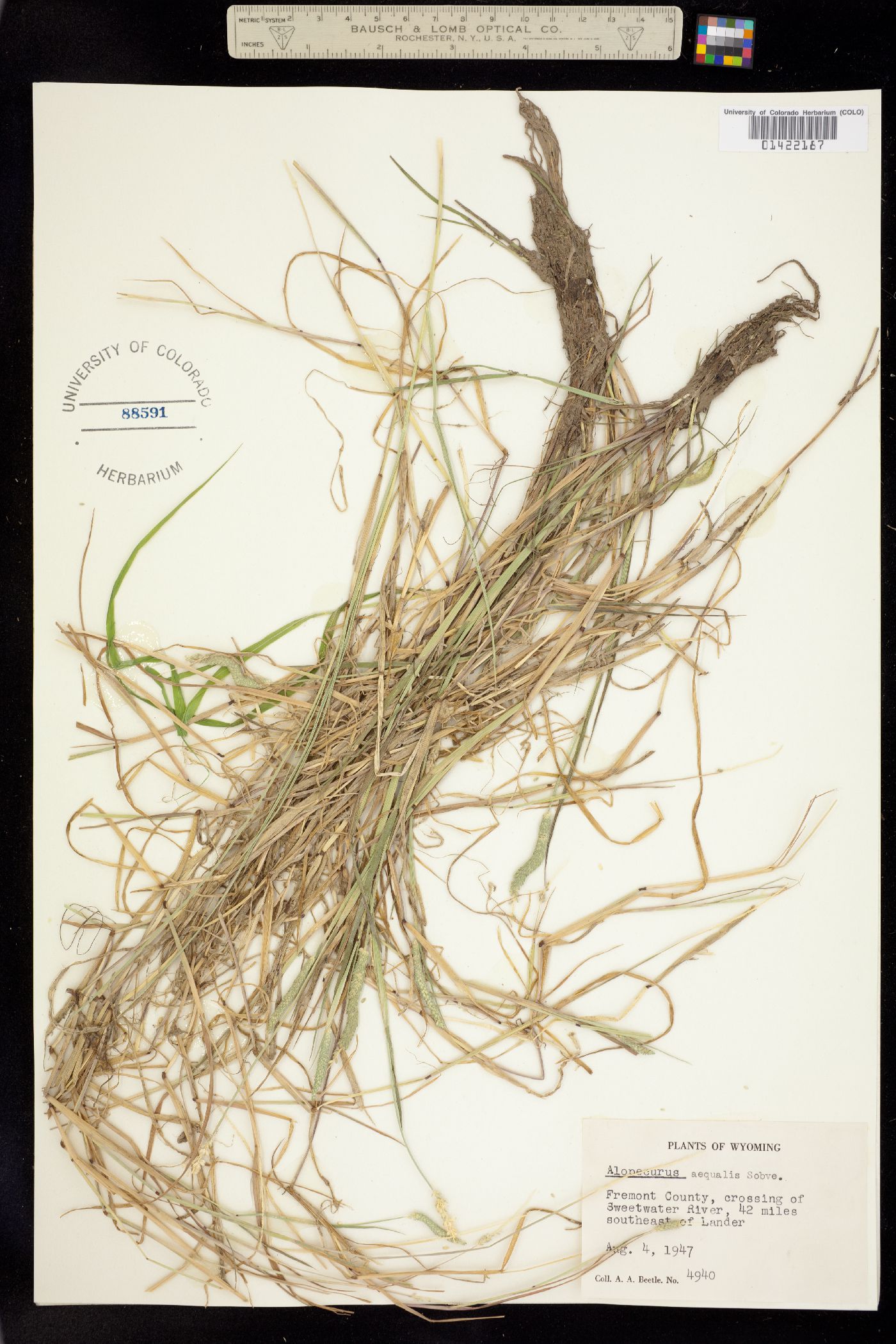 Alopecurus aequalis image