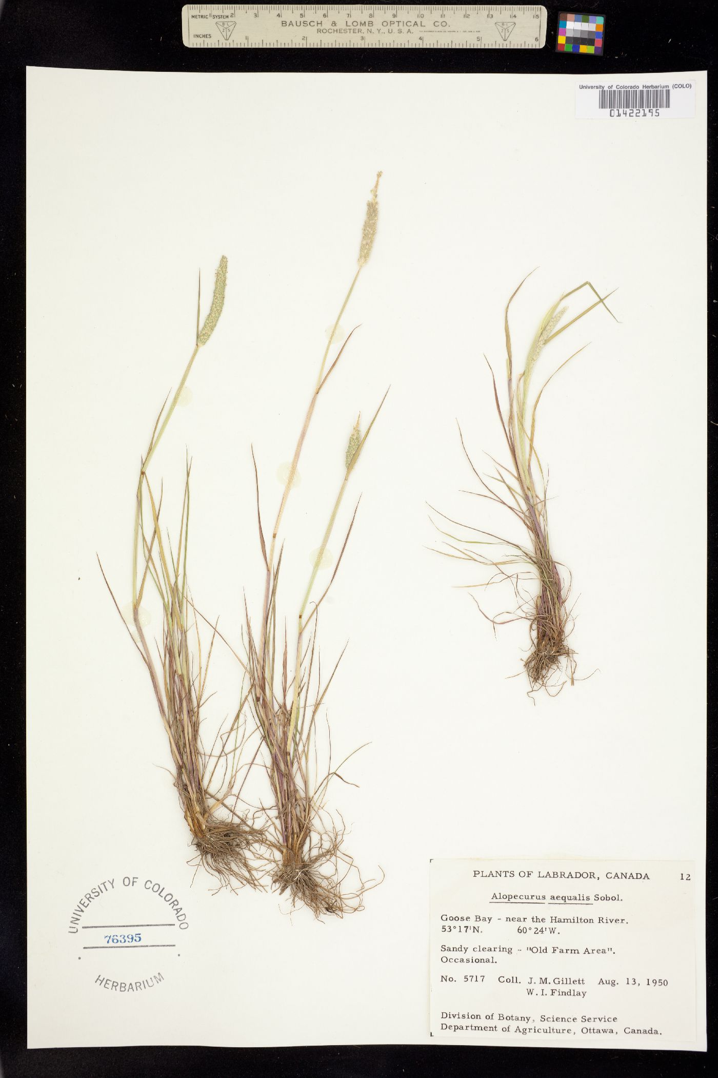 Alopecurus aequalis image