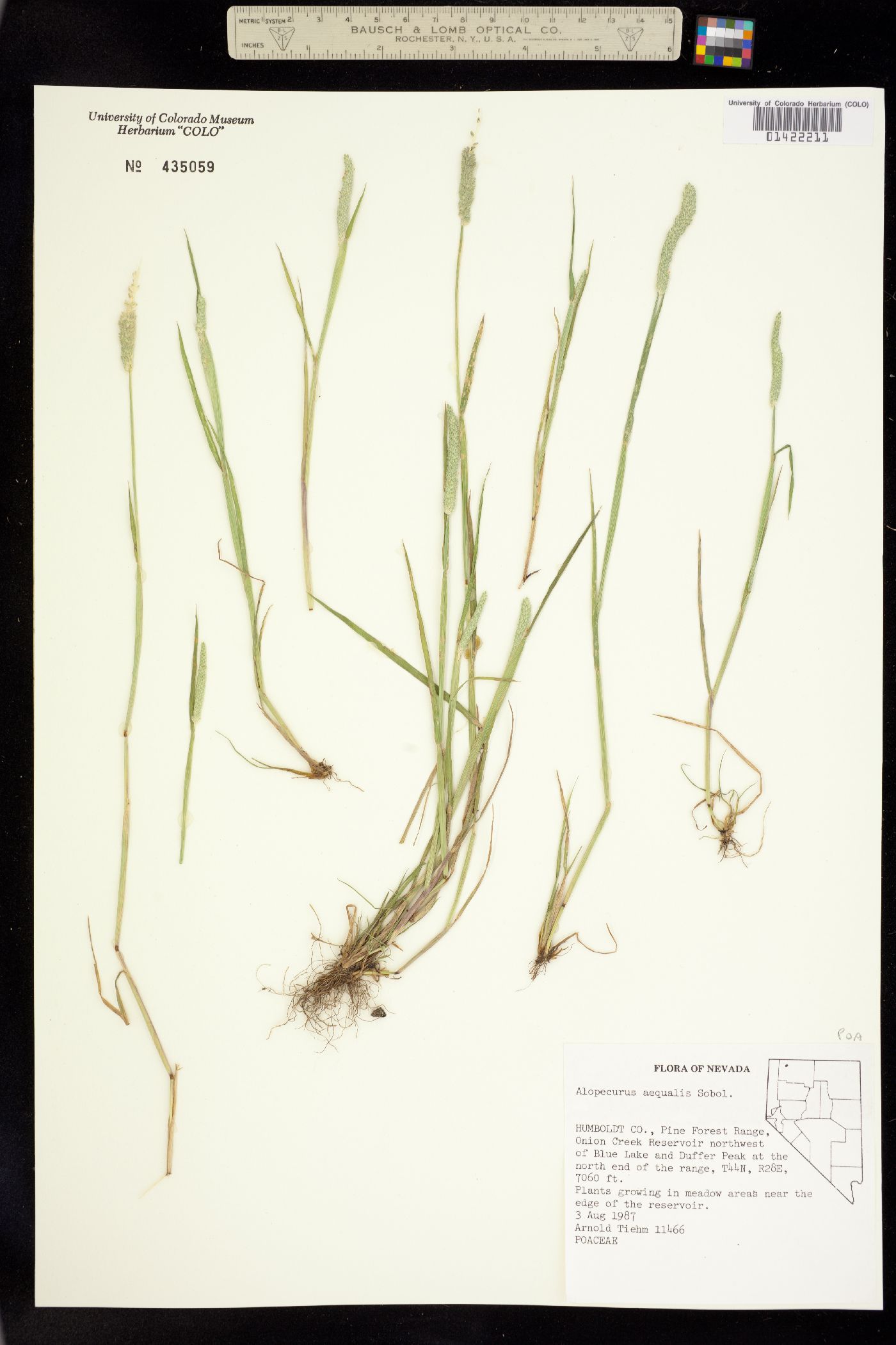 Alopecurus aequalis image