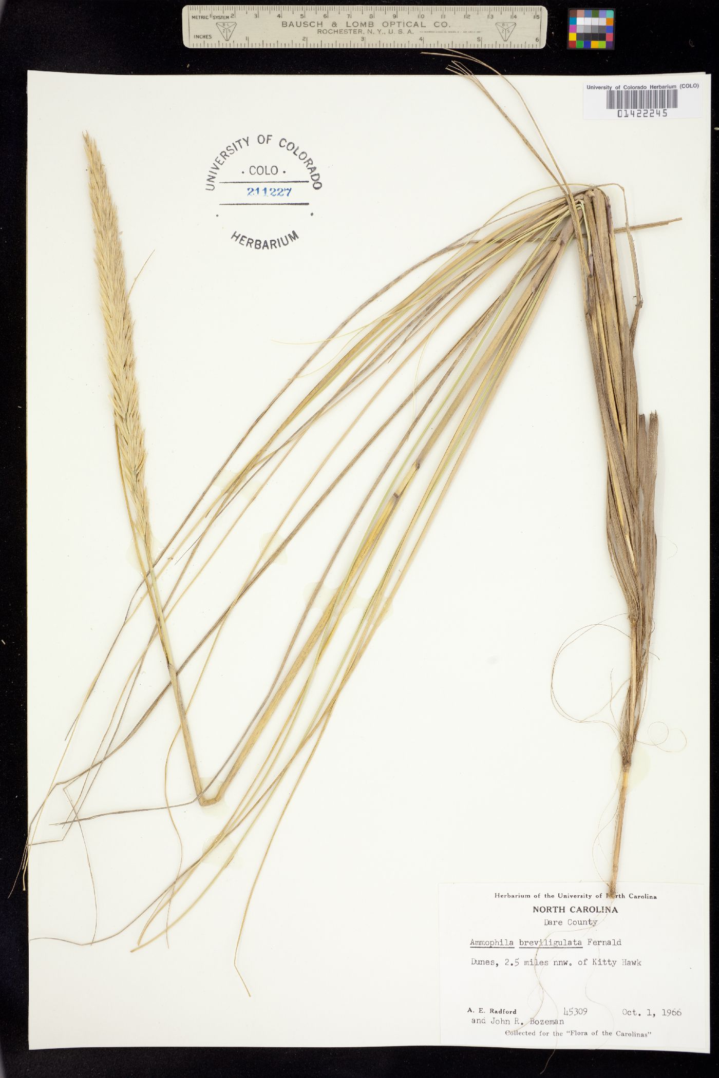 Ammophila breviligulata image
