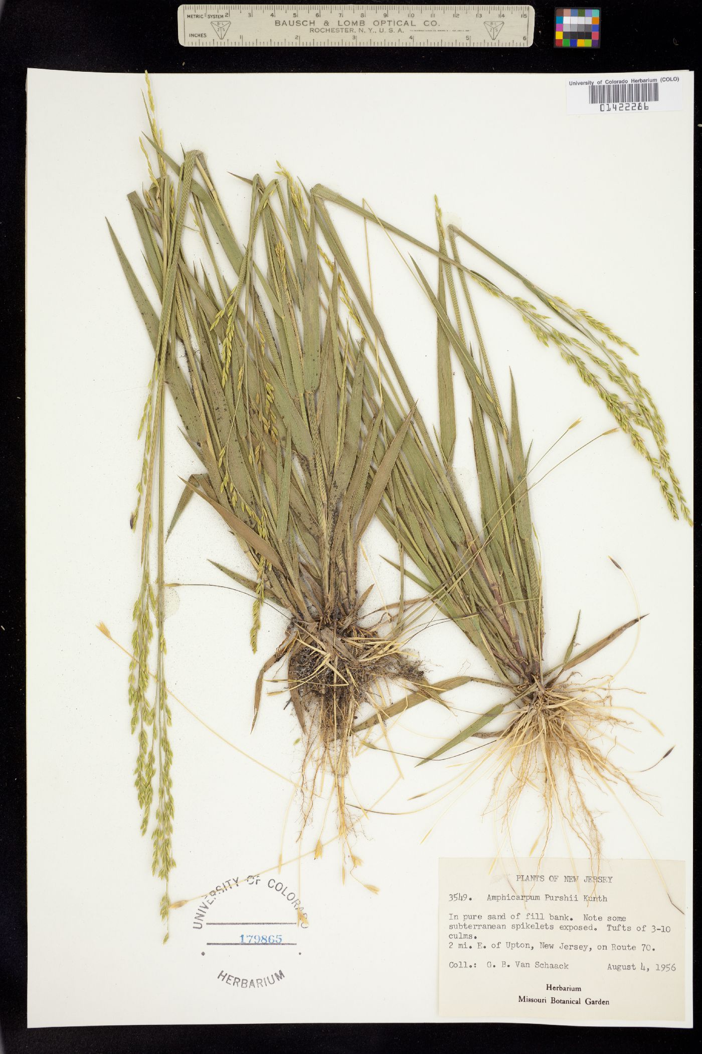 Amphicarpum amphicarpon image