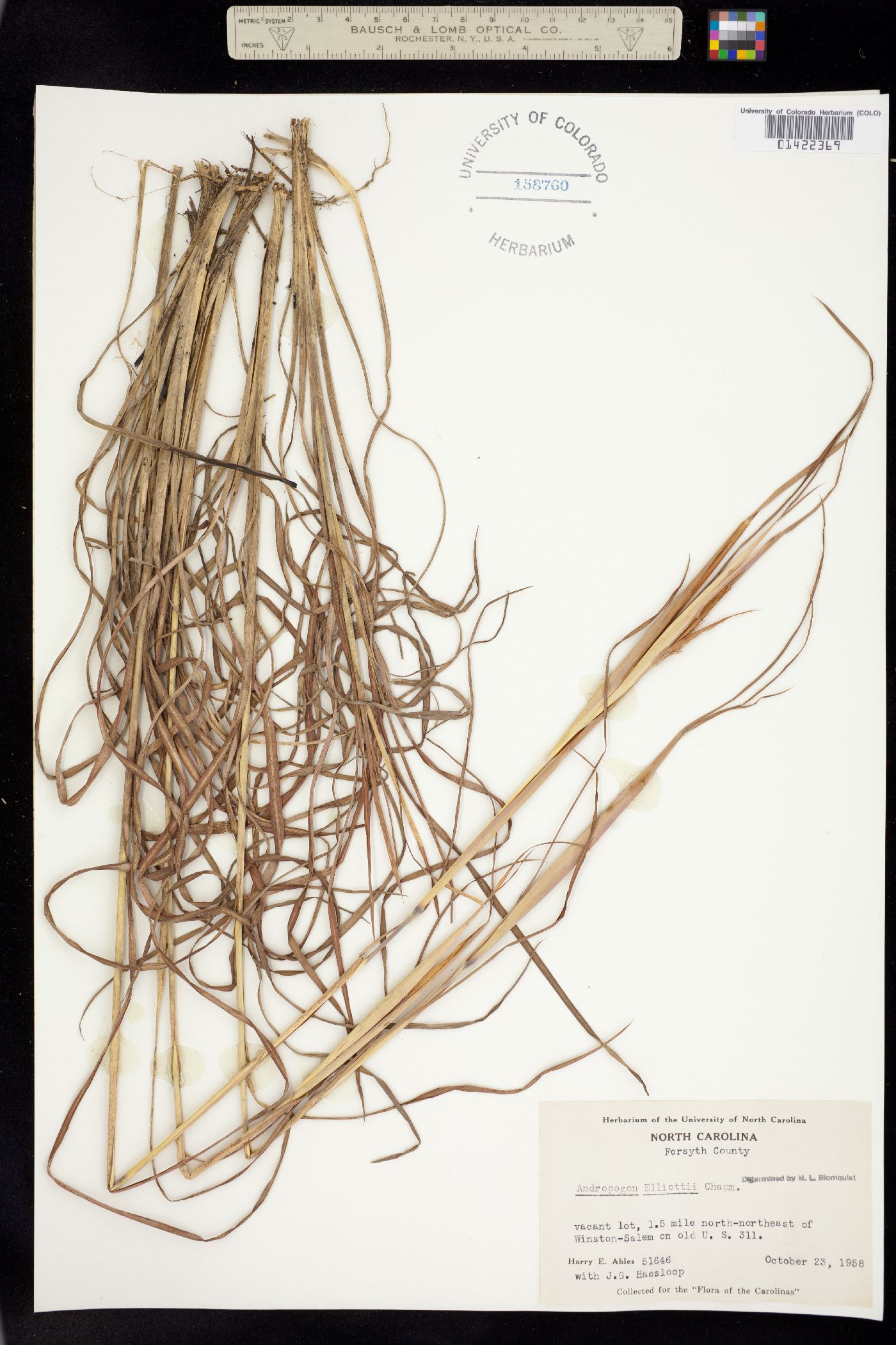 Andropogon gyrans image