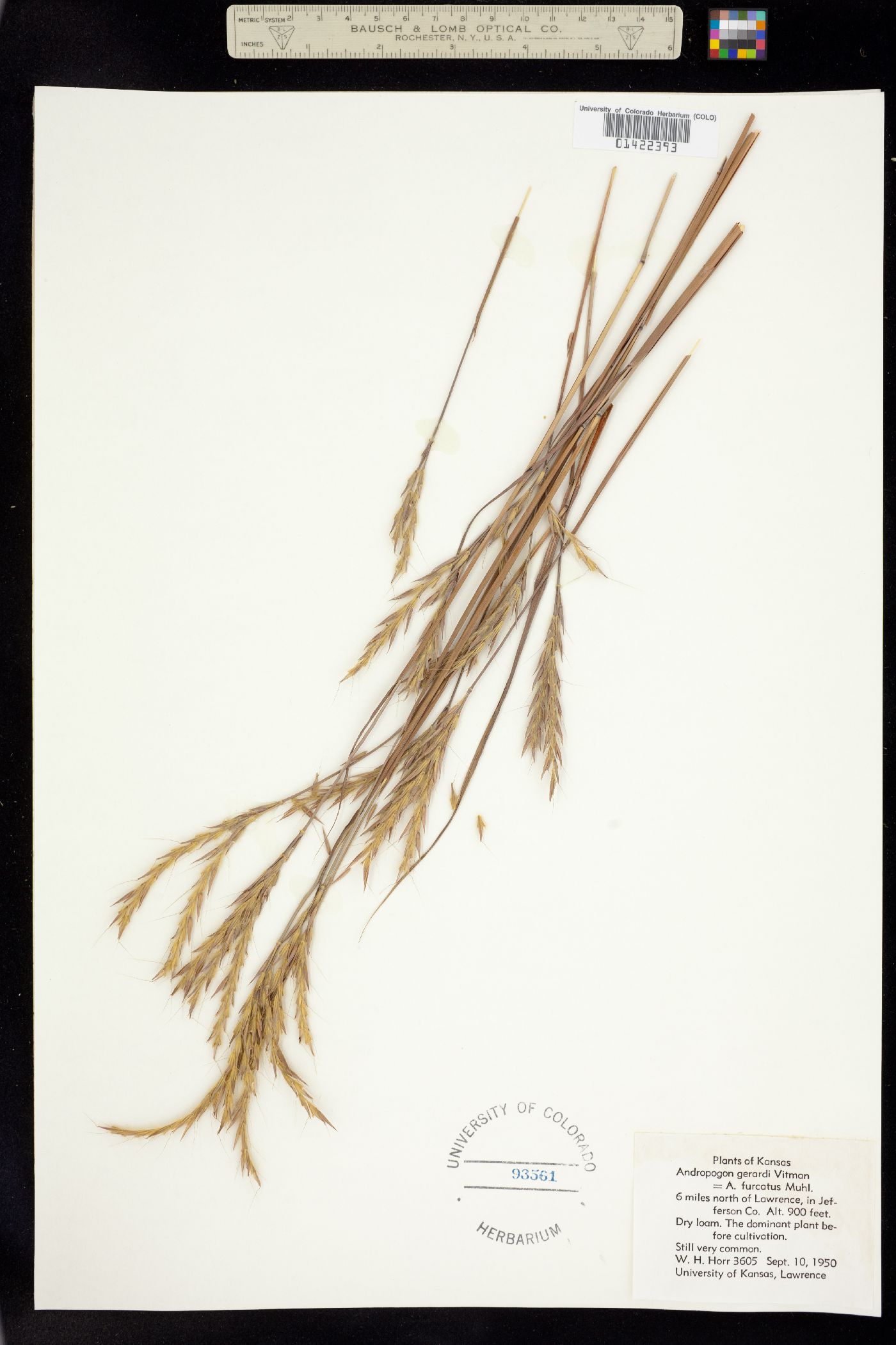 Andropogon gerardii image