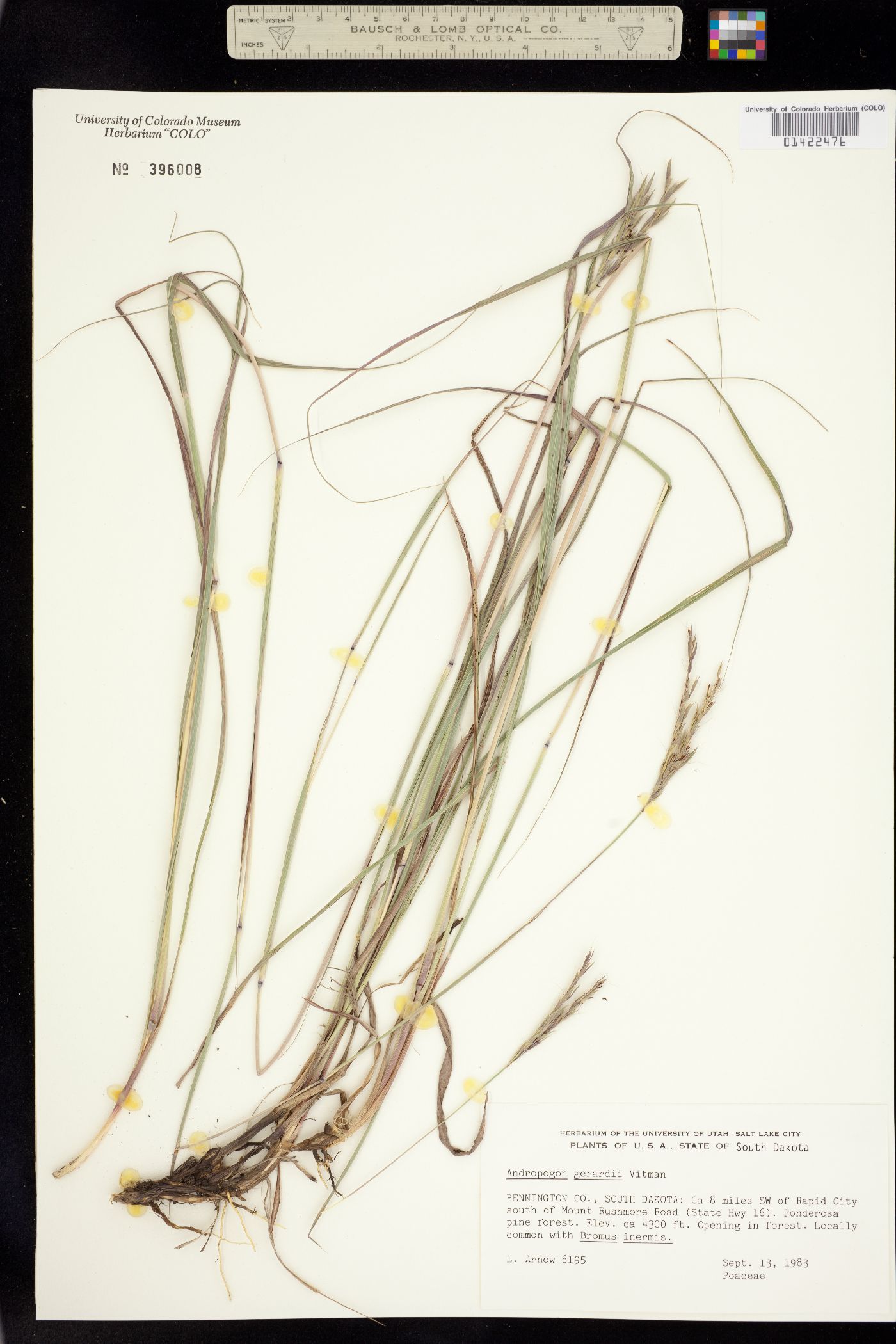 Andropogon gerardii image