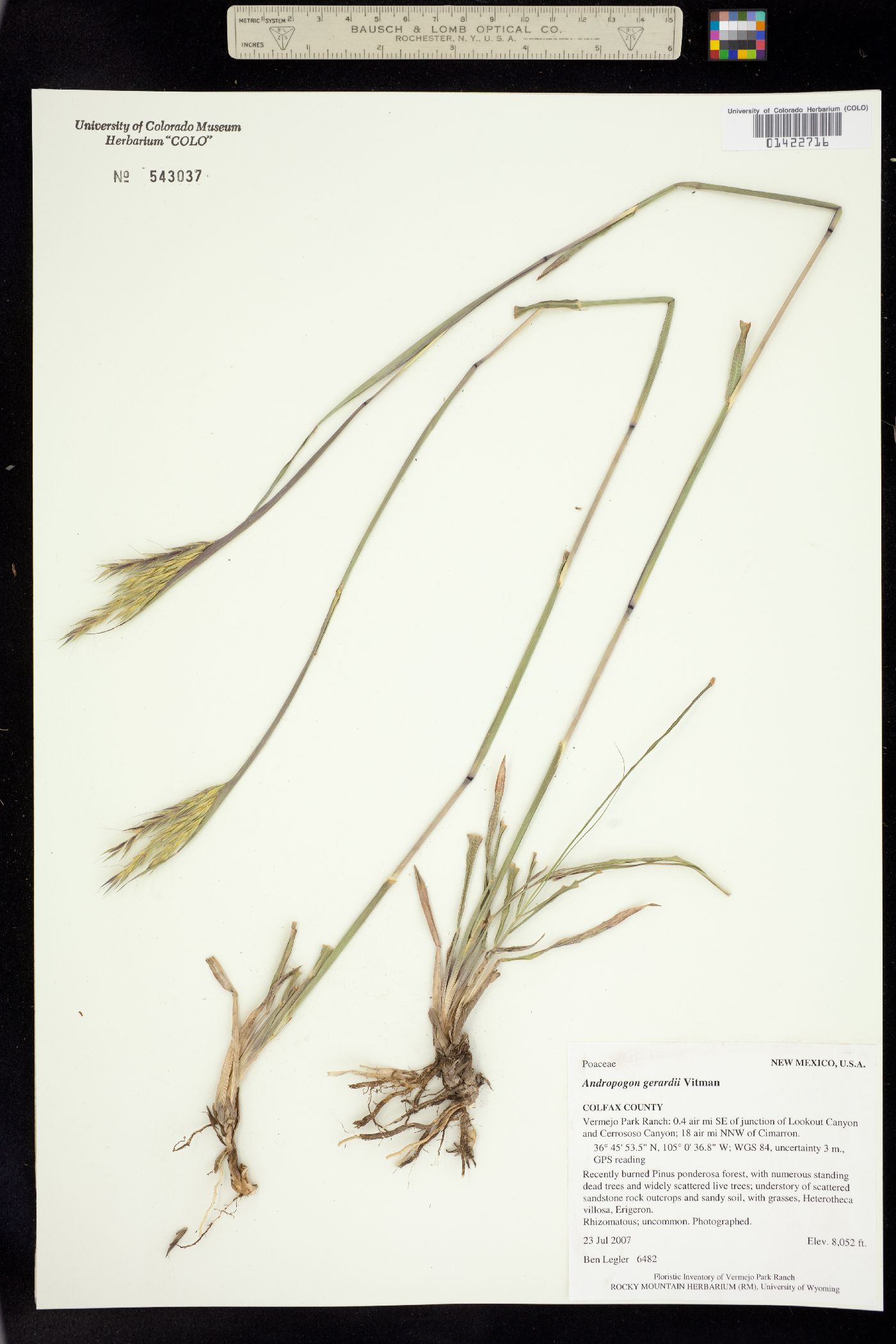 Andropogon gerardii image