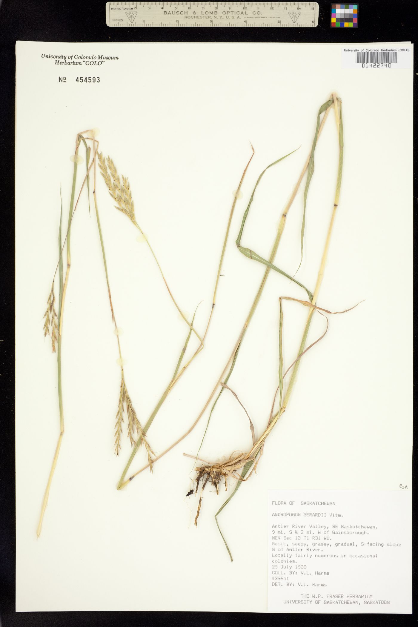 Andropogon gerardii image