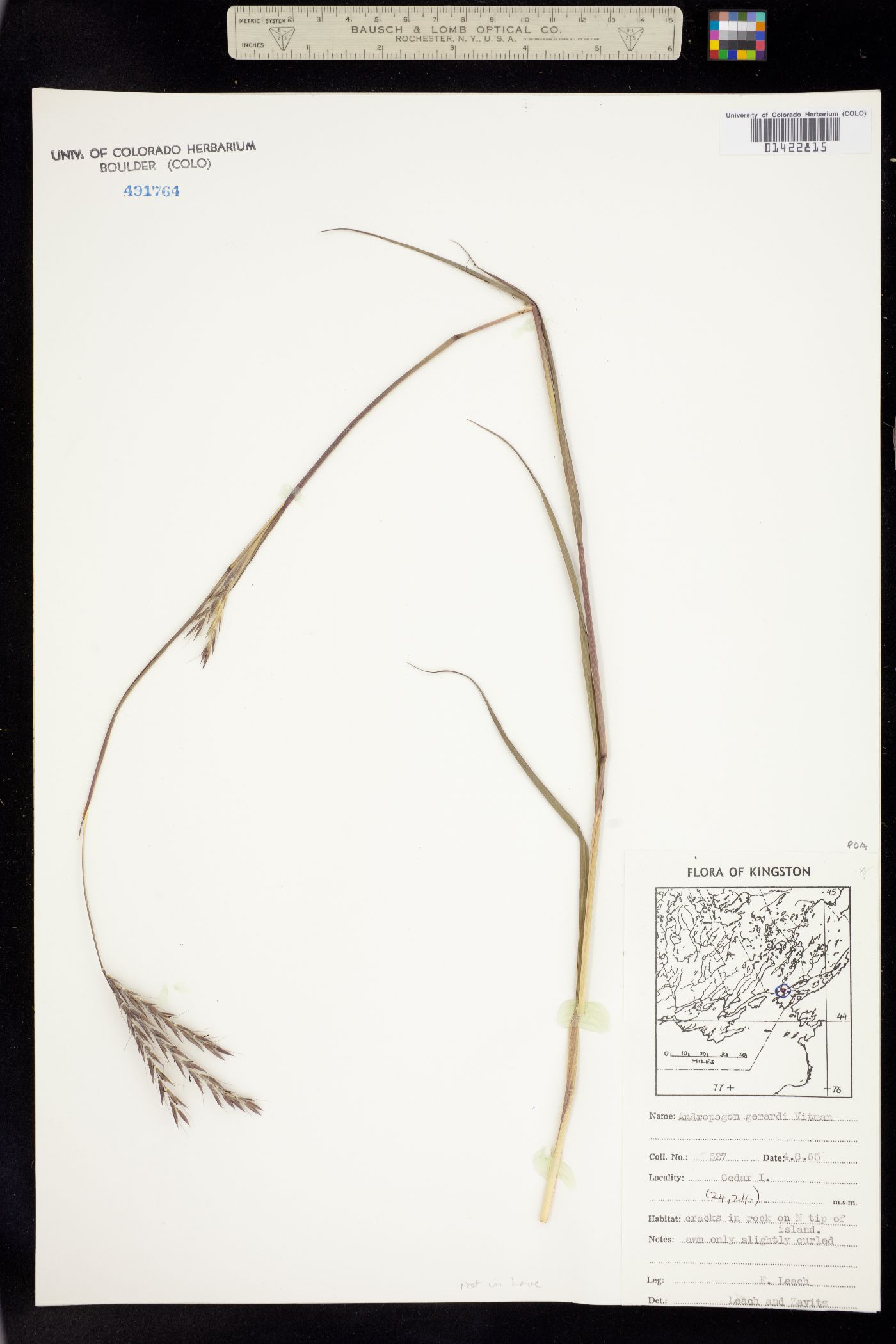 Andropogon image
