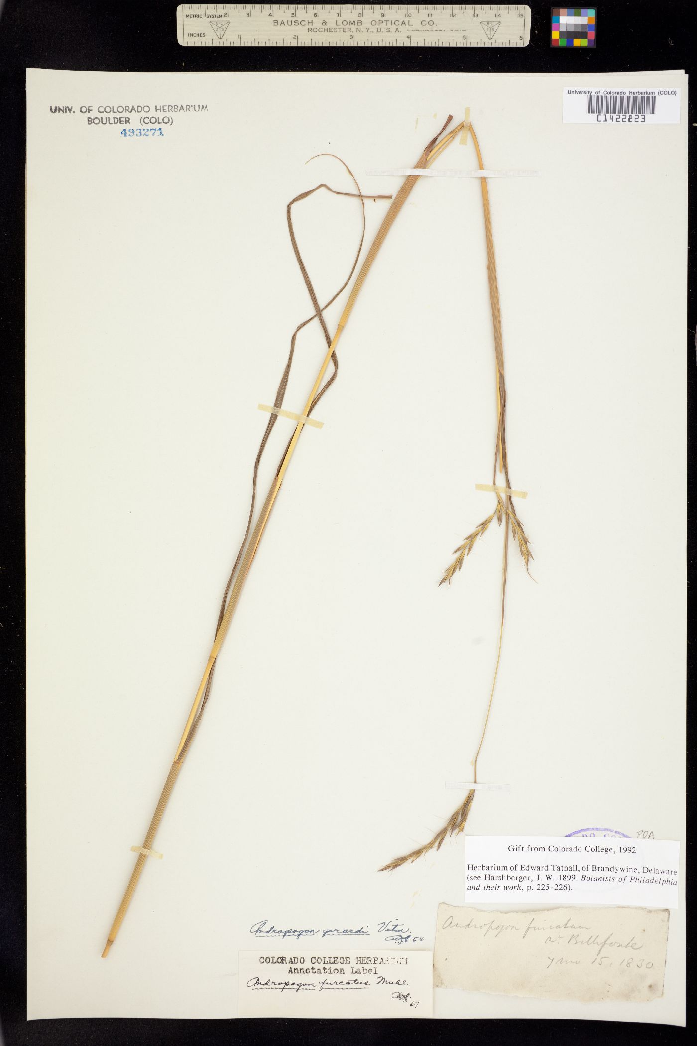 Andropogon image