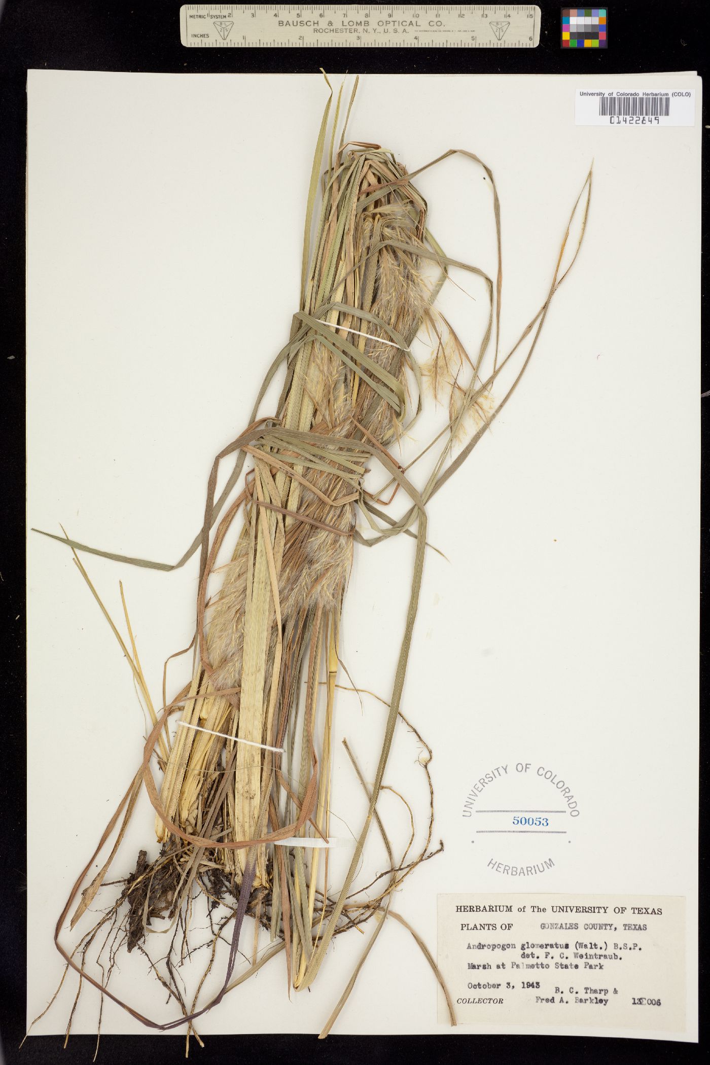 Andropogon glomeratus image