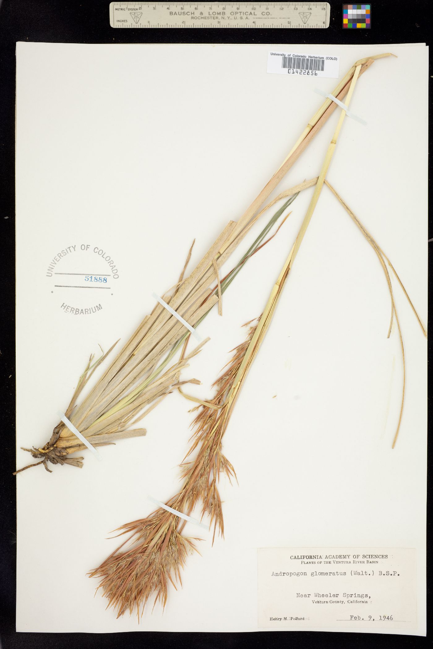 Andropogon glomeratus image