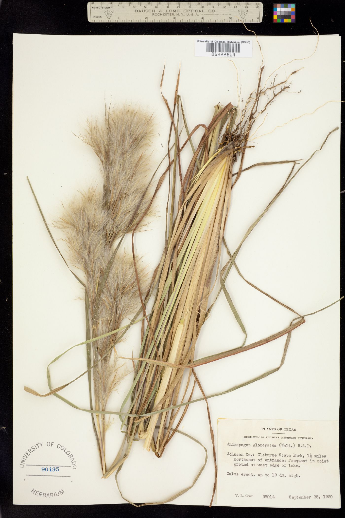 Andropogon glomeratus image