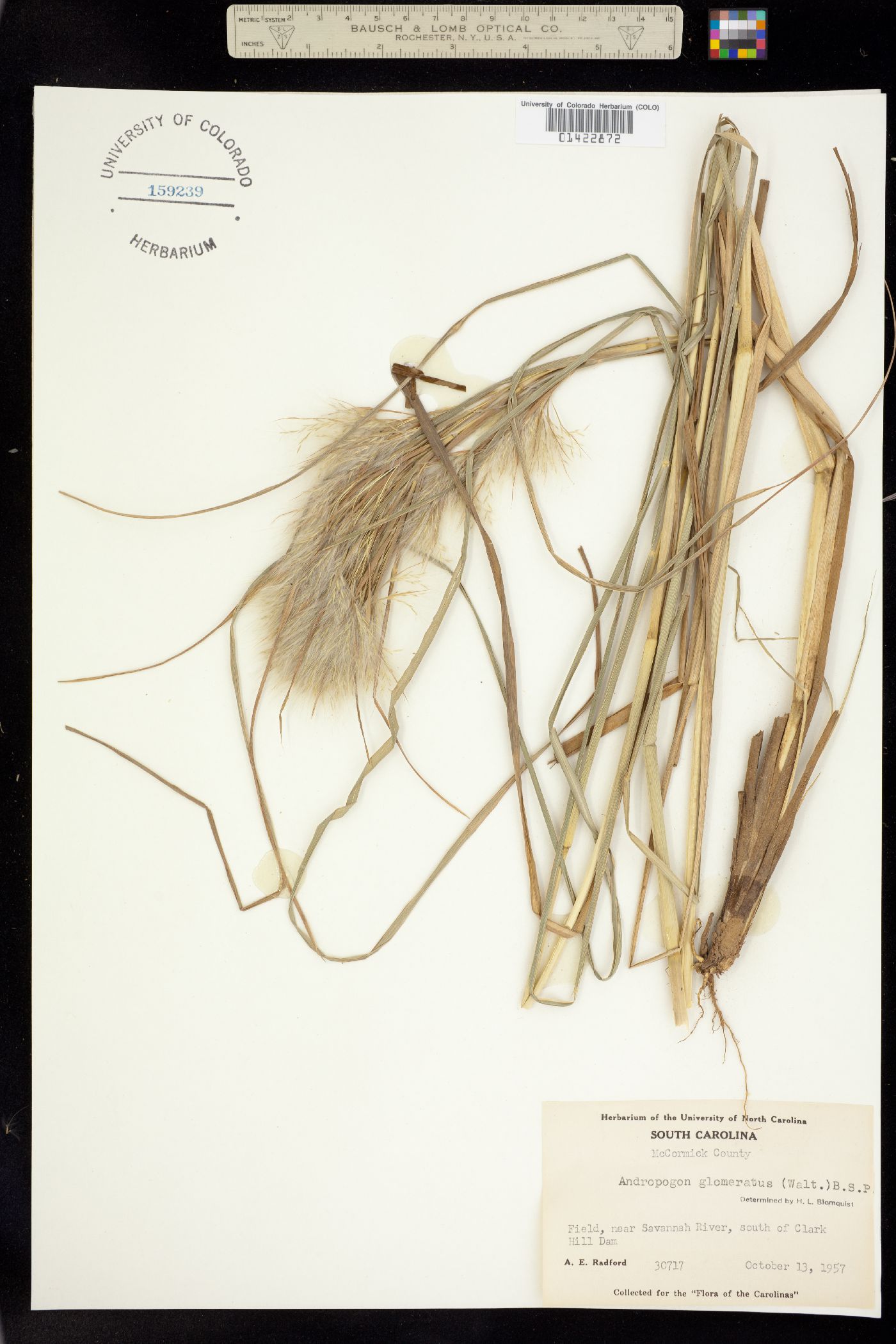 Andropogon glomeratus image