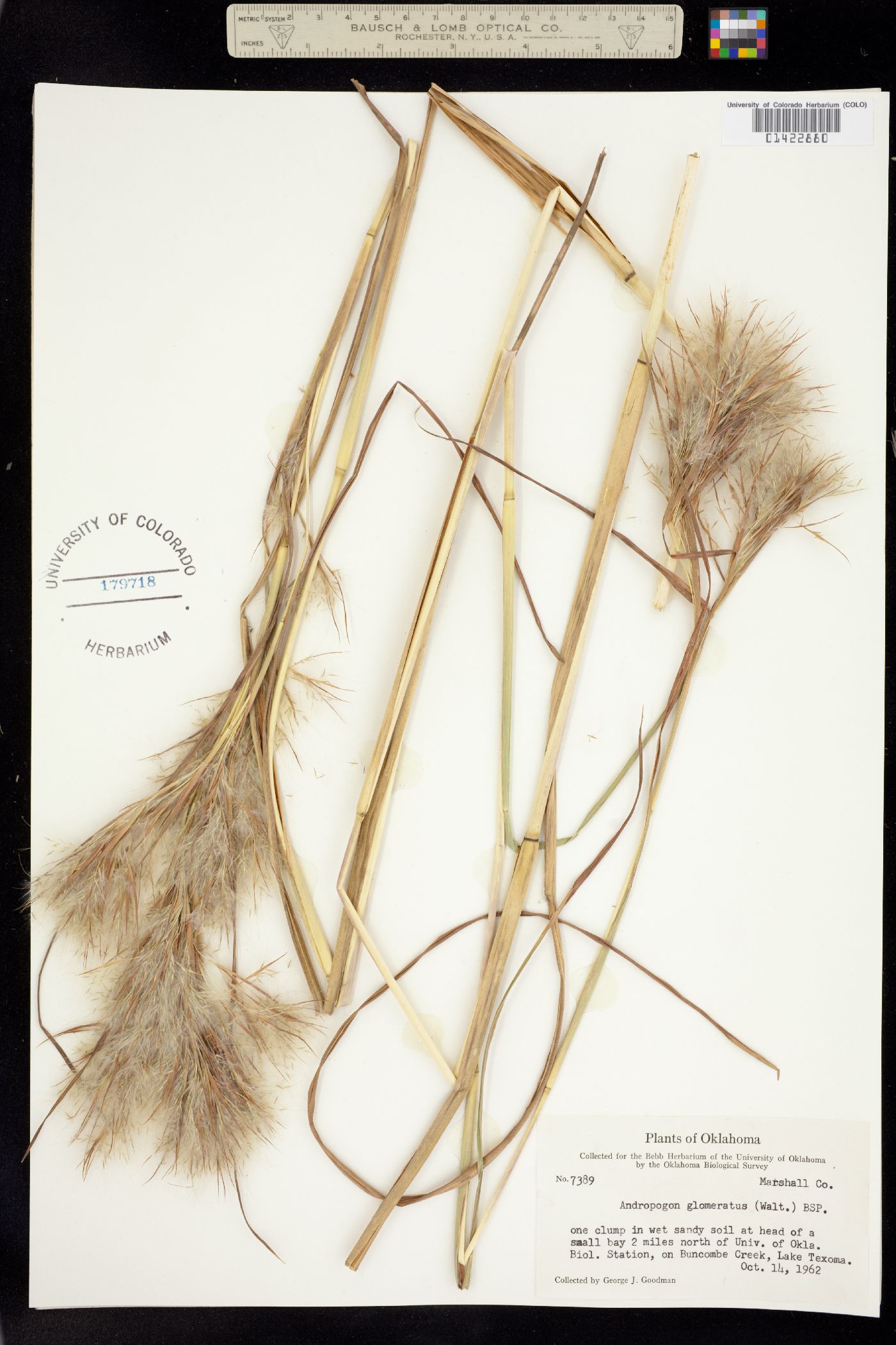 Andropogon glomeratus image