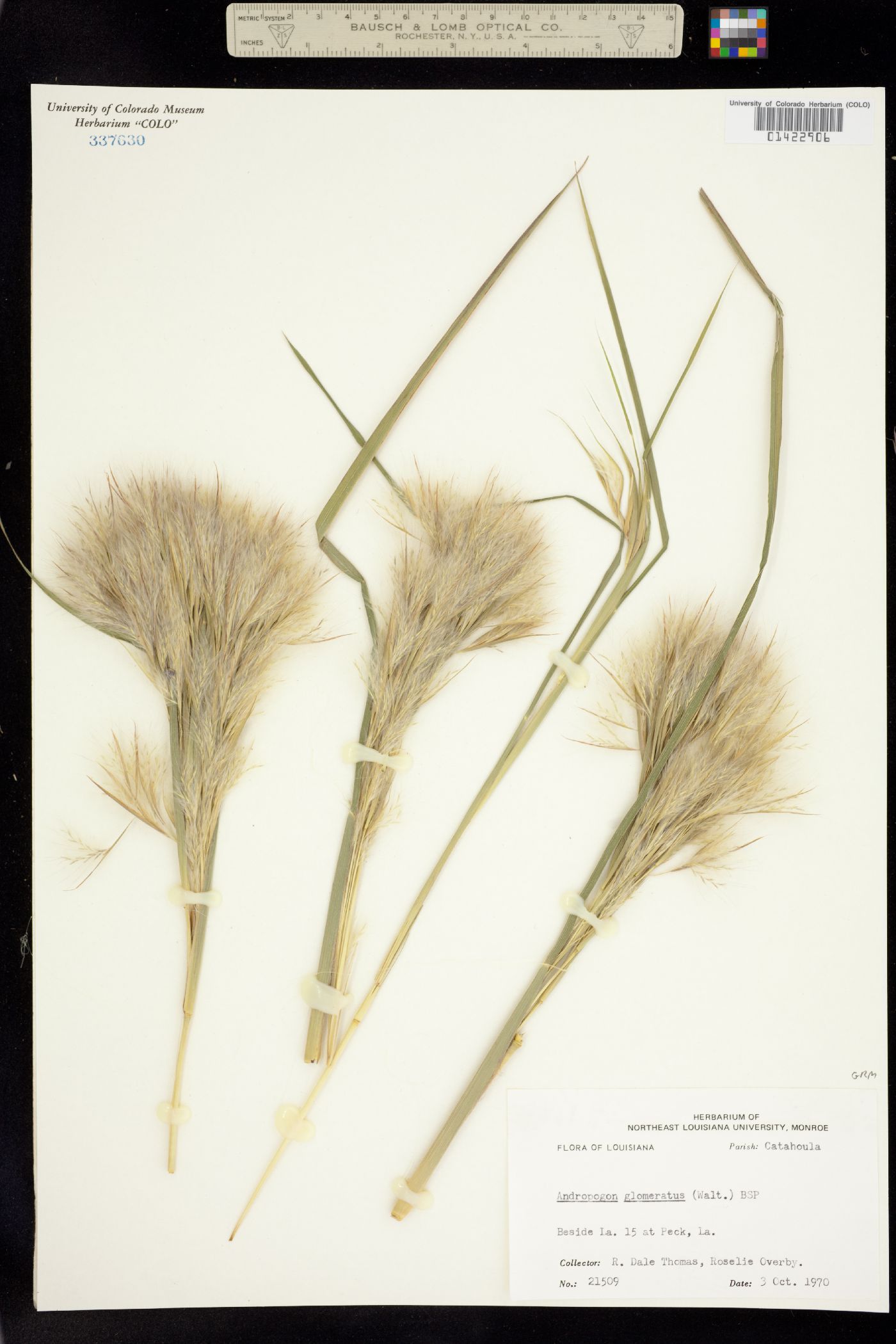 Andropogon glomeratus image