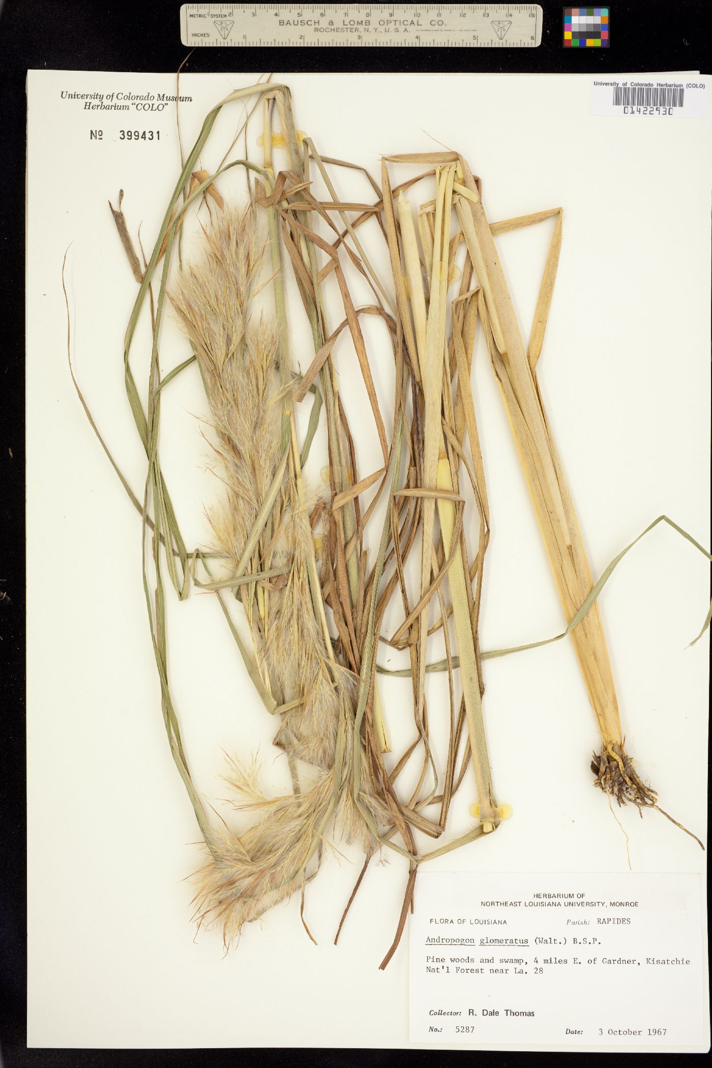 Andropogon glomeratus image