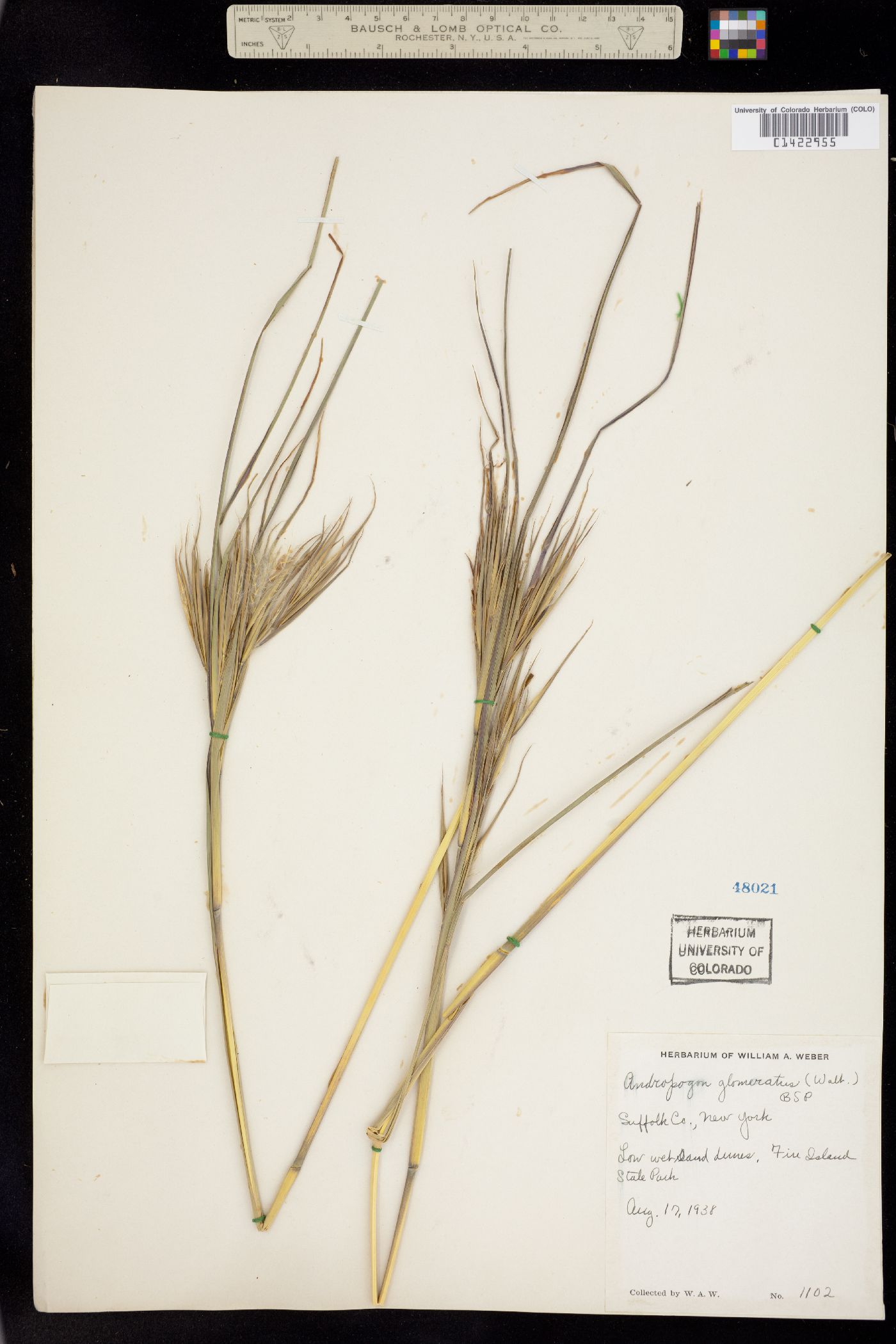 Andropogon glomeratus image