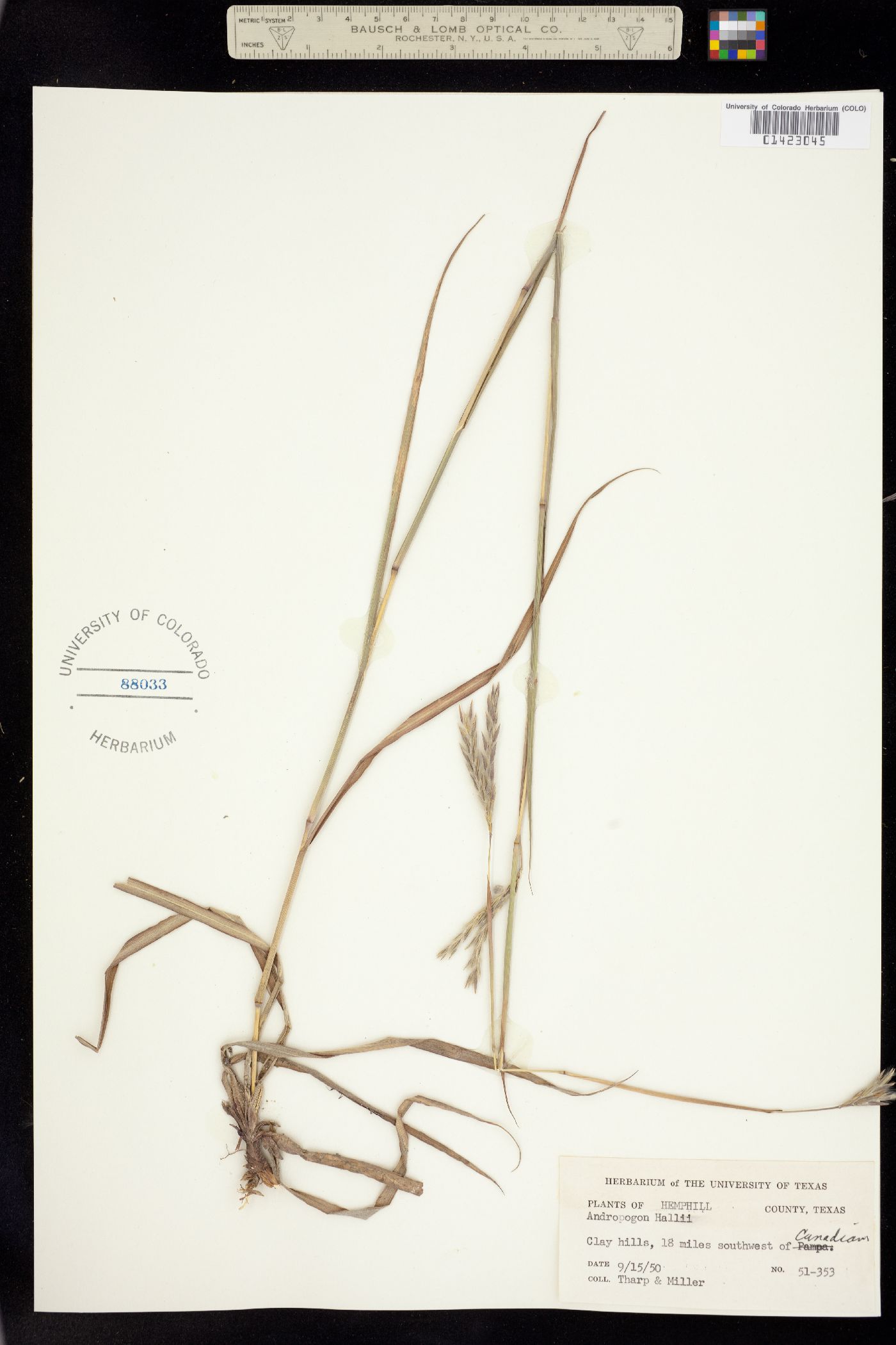 Andropogon gerardii image