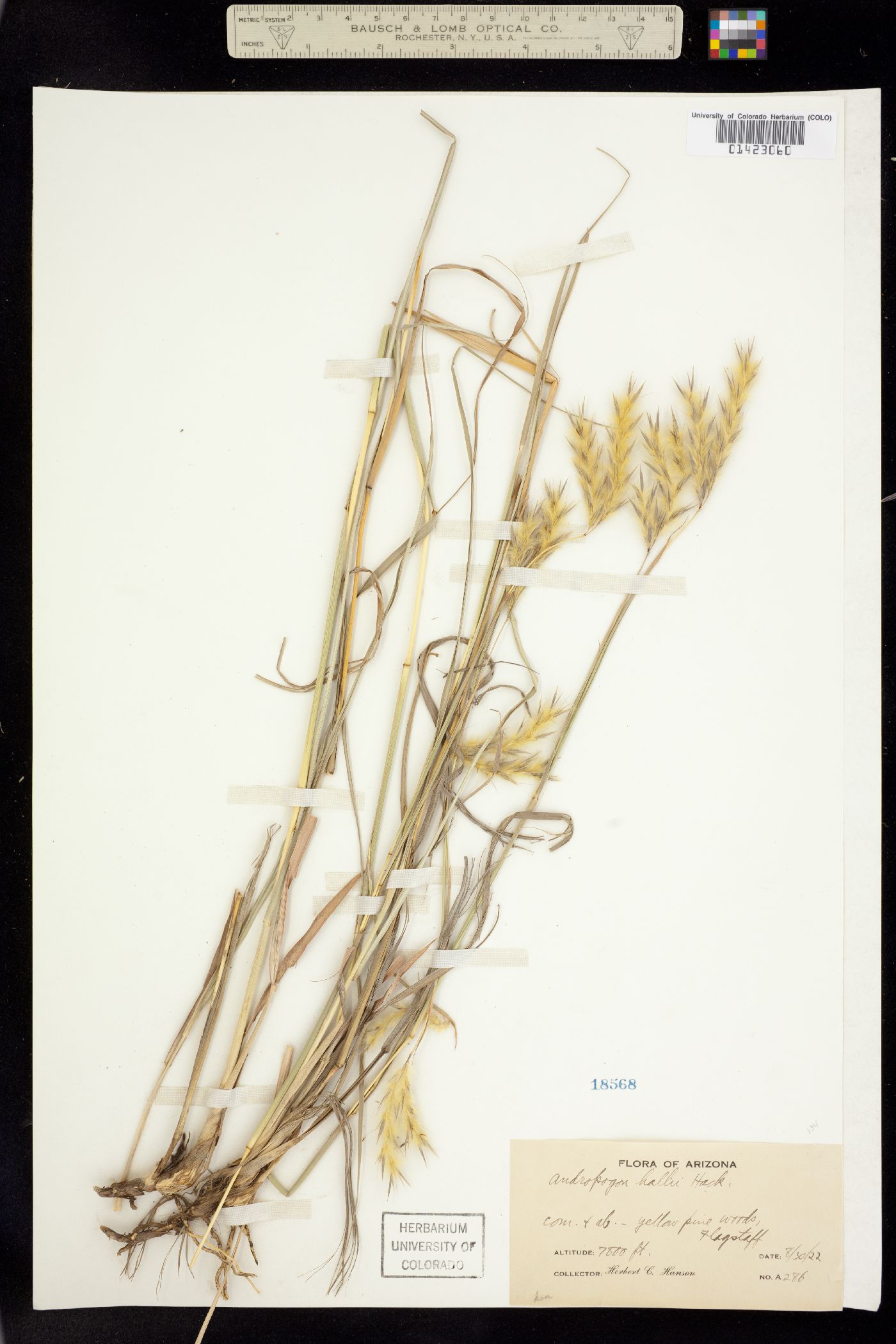 Andropogon gerardii image