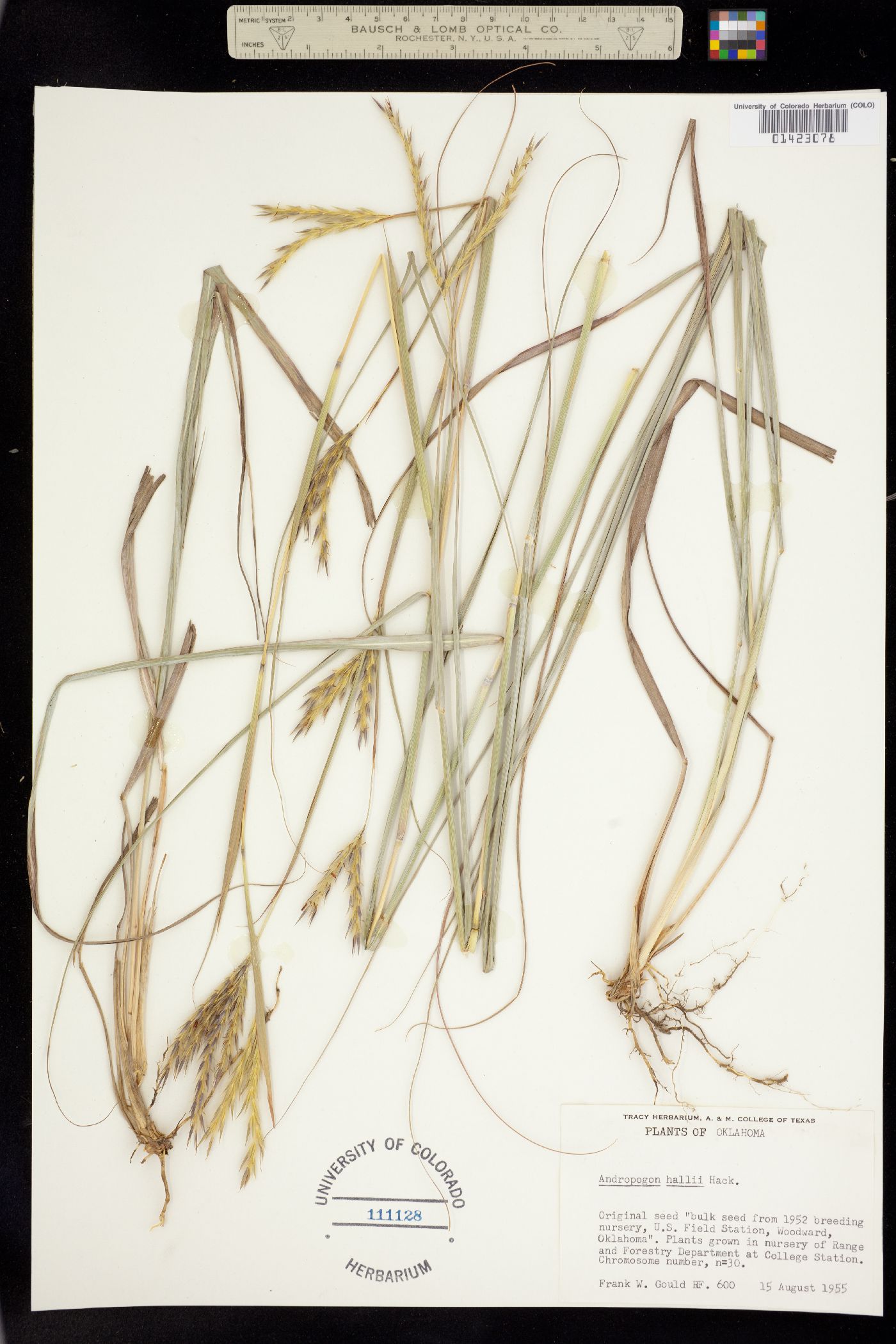 Andropogon image