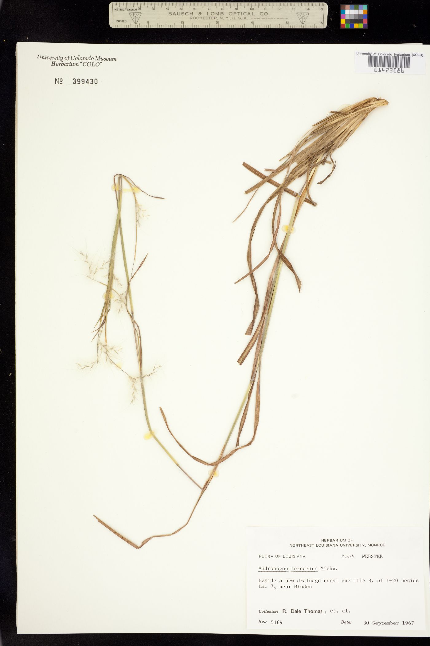 Andropogon ternarius image