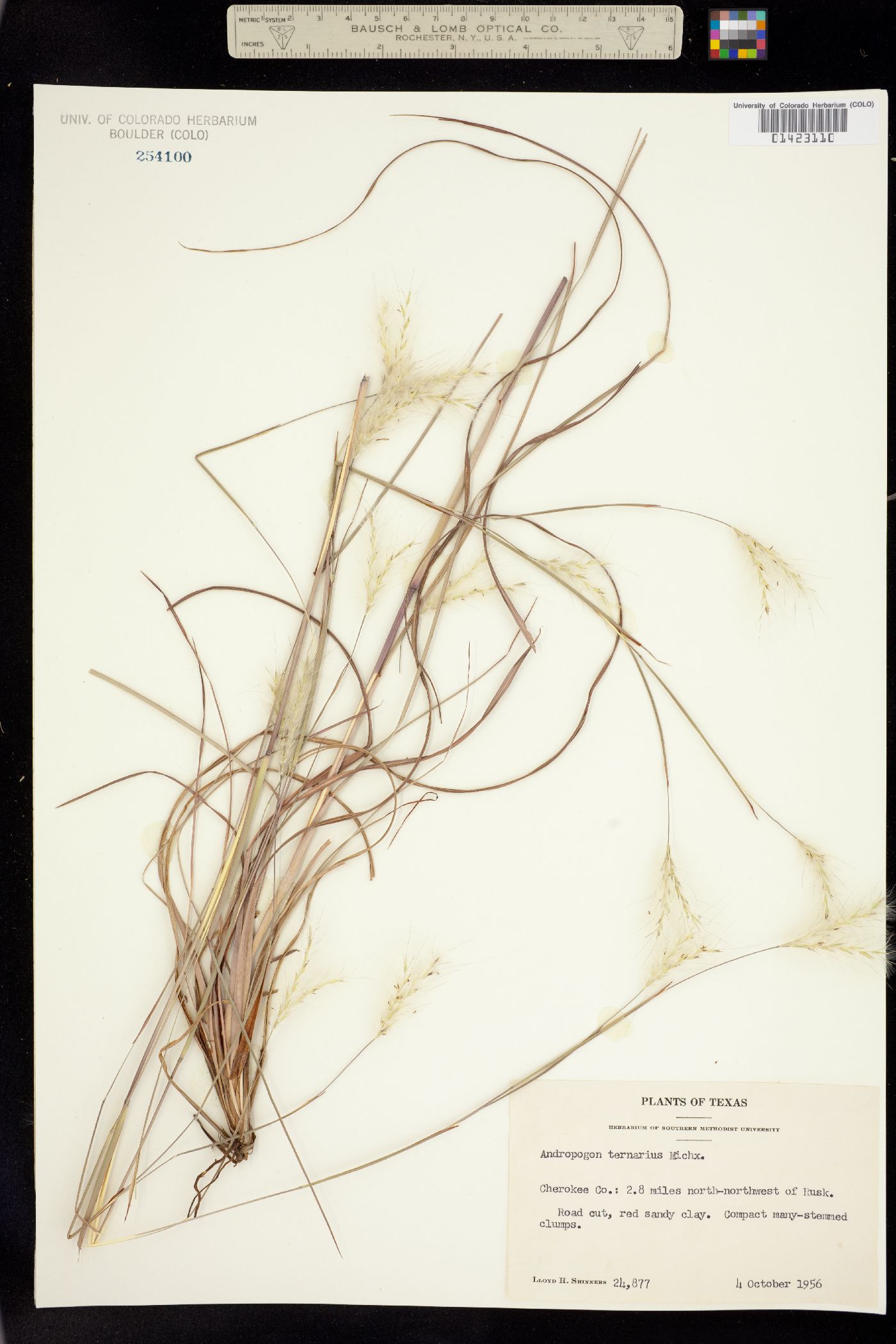 Andropogon ternarius image