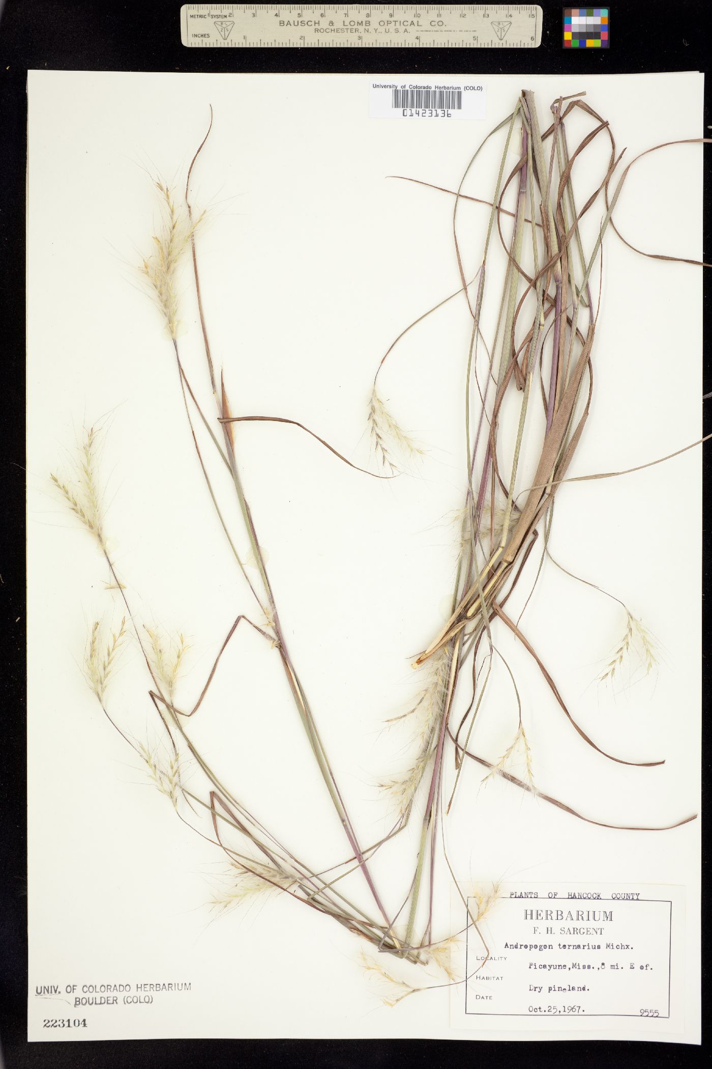 Andropogon ternarius image