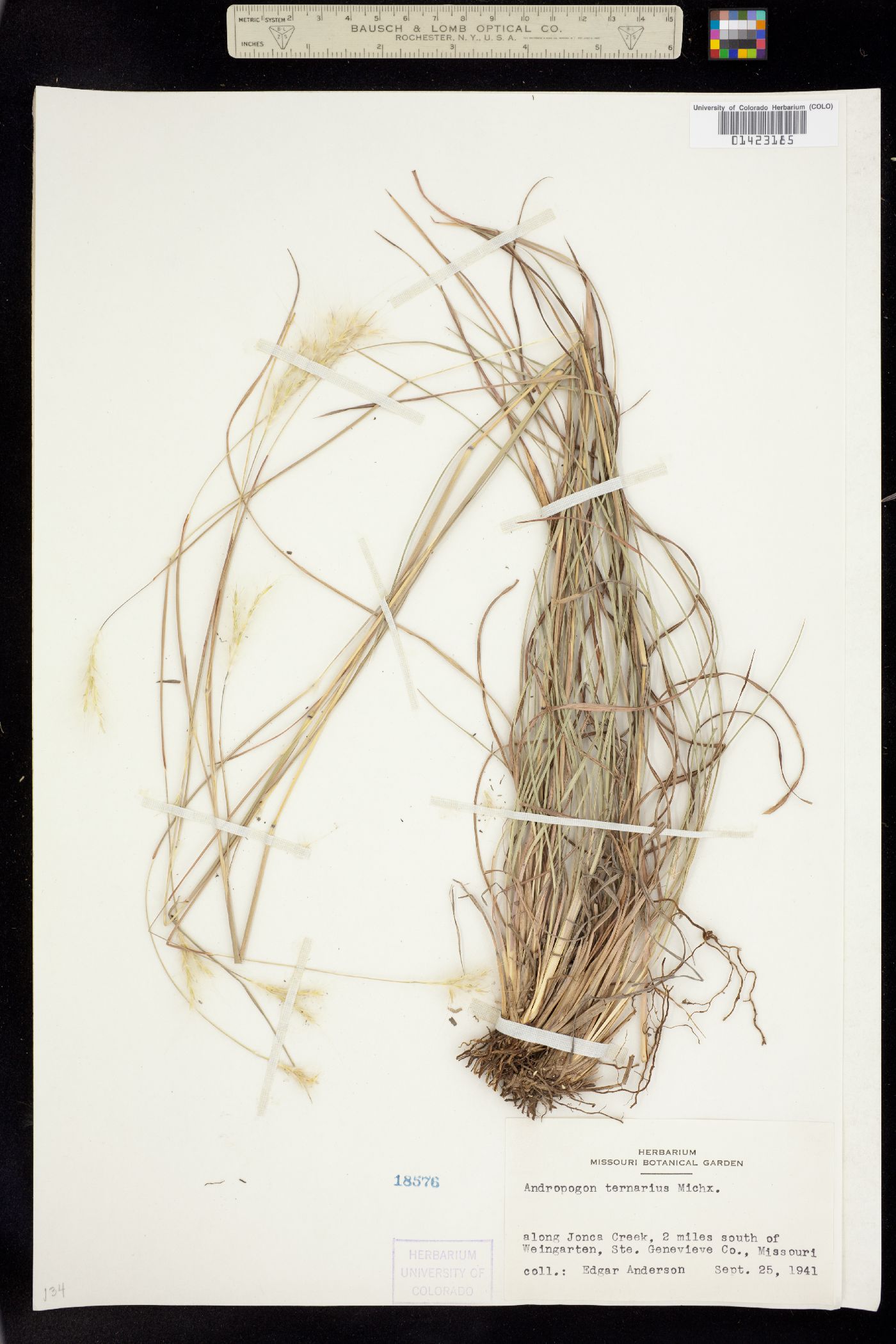 Andropogon ternarius image