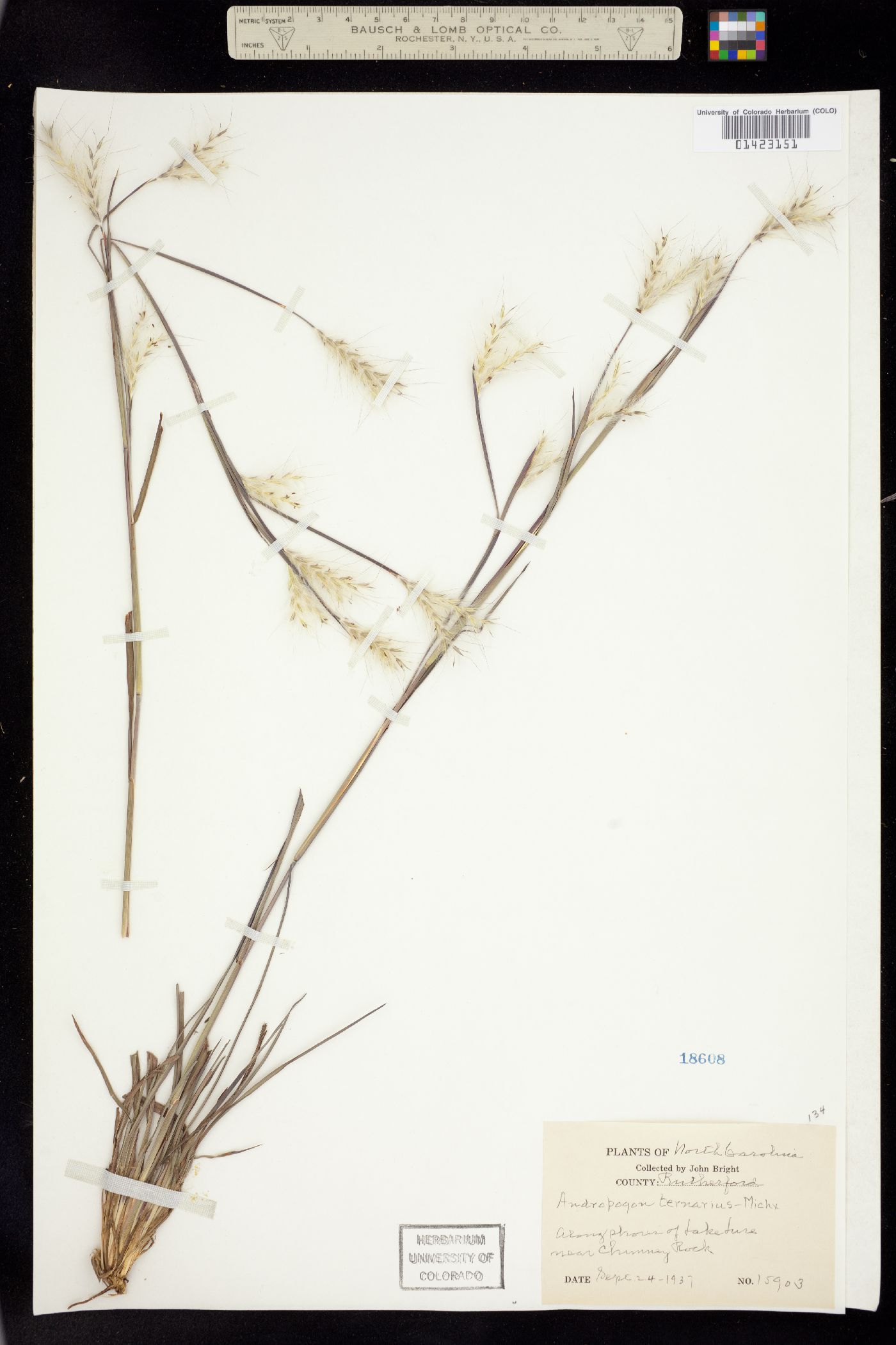 Andropogon ternarius image