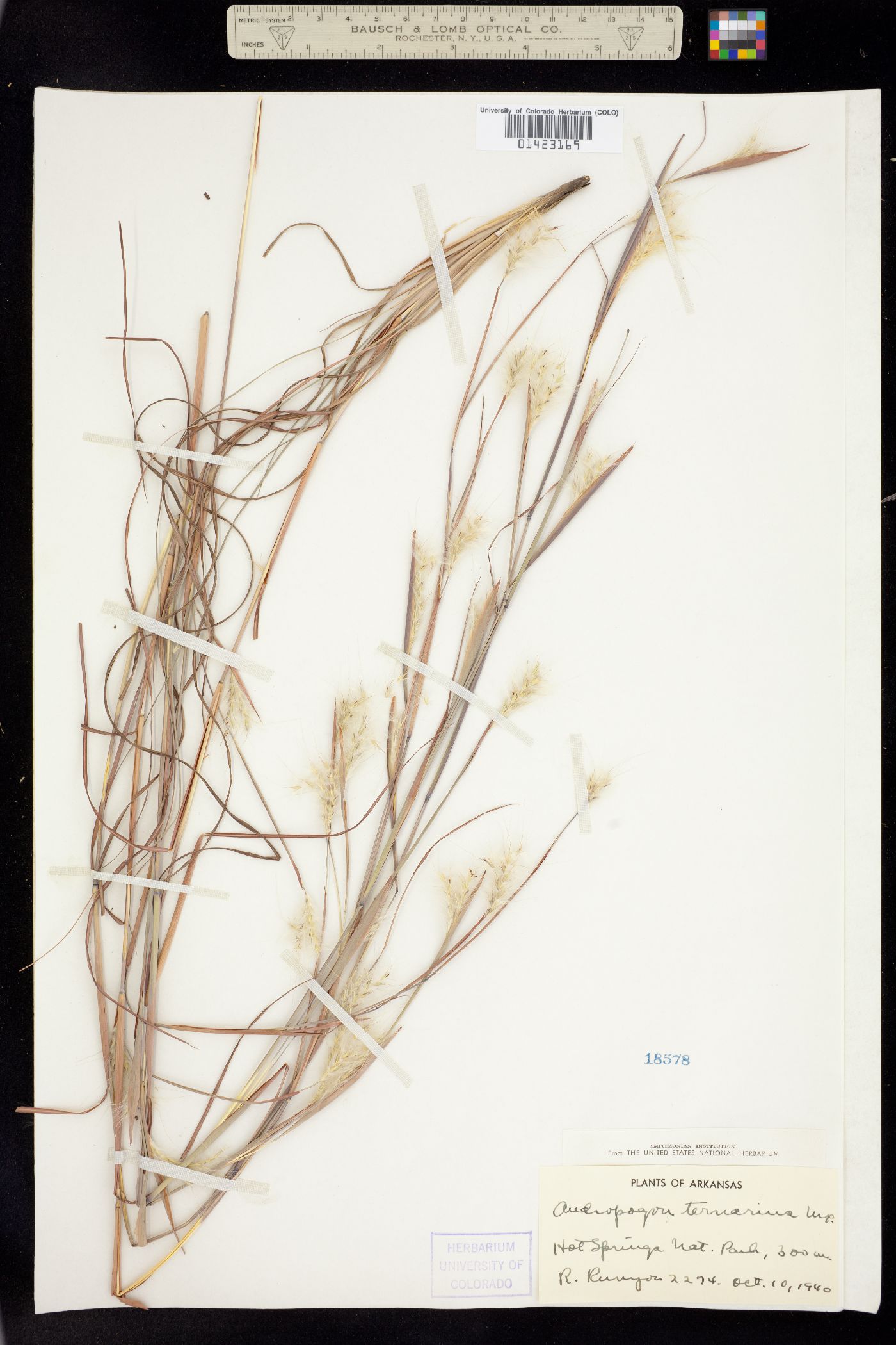 Andropogon ternarius image