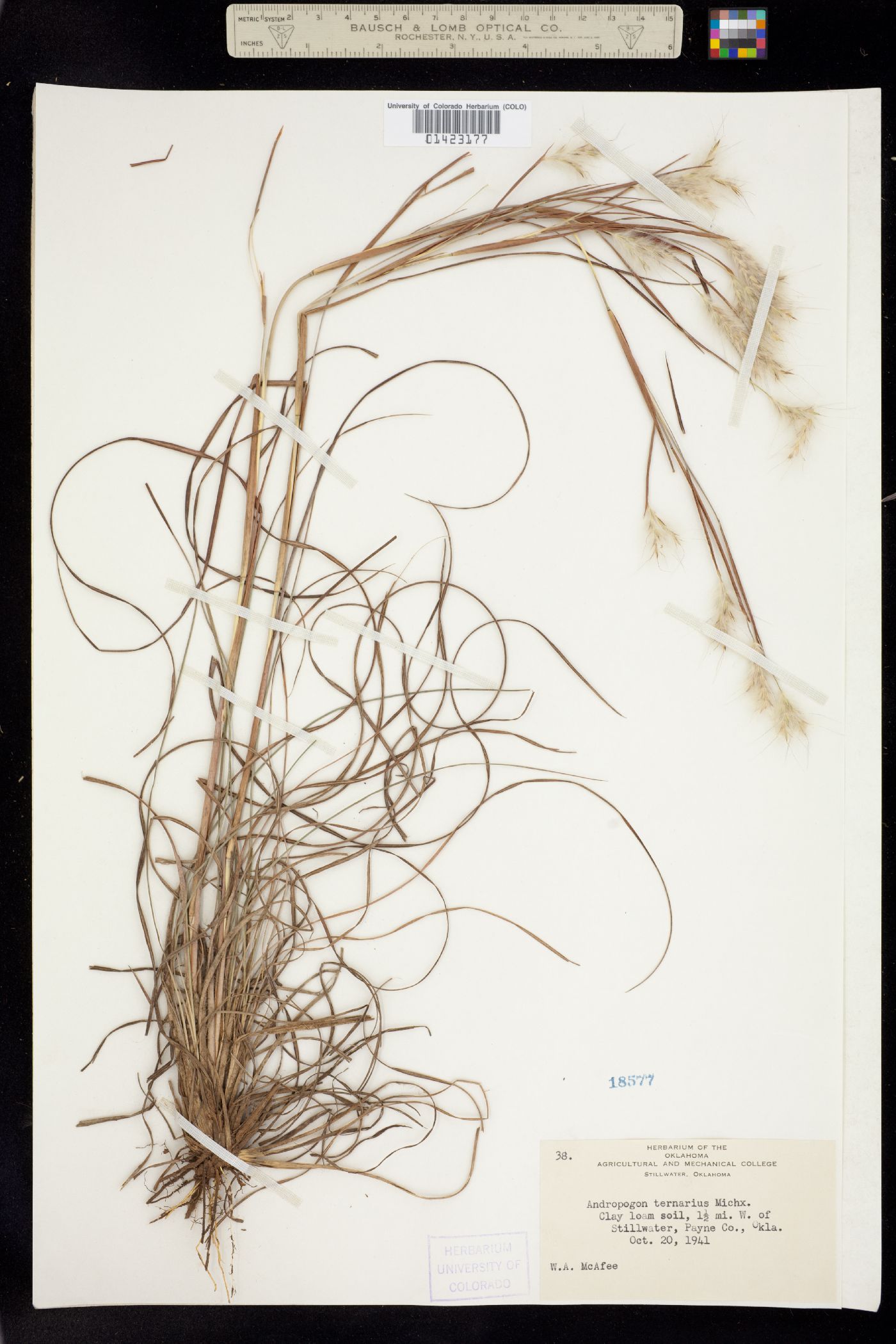 Andropogon ternarius image