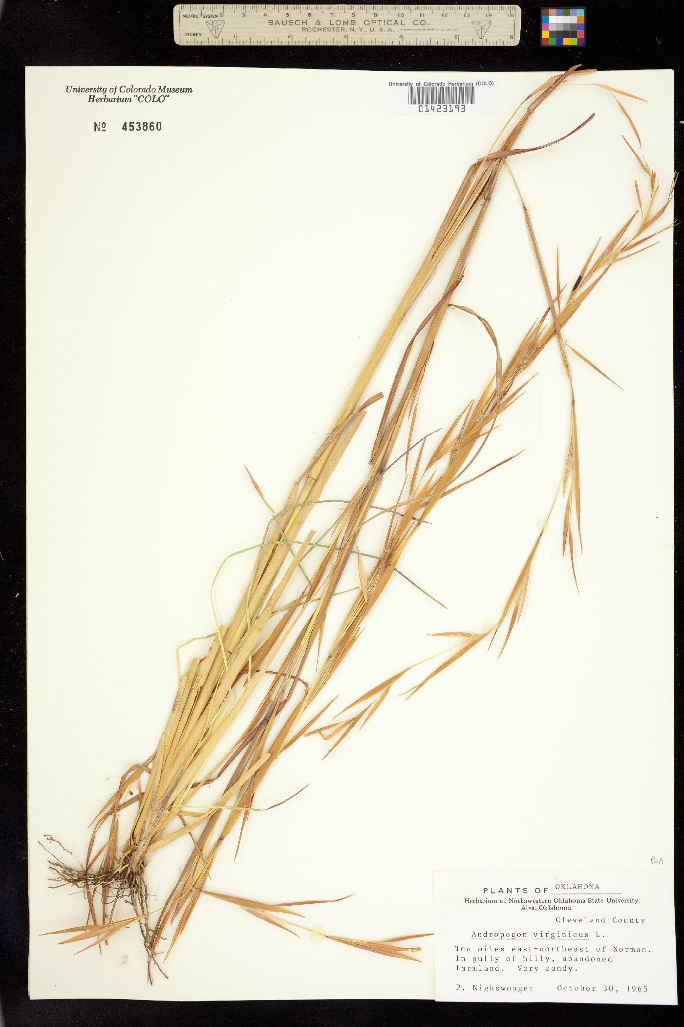 Andropogon virginicus image